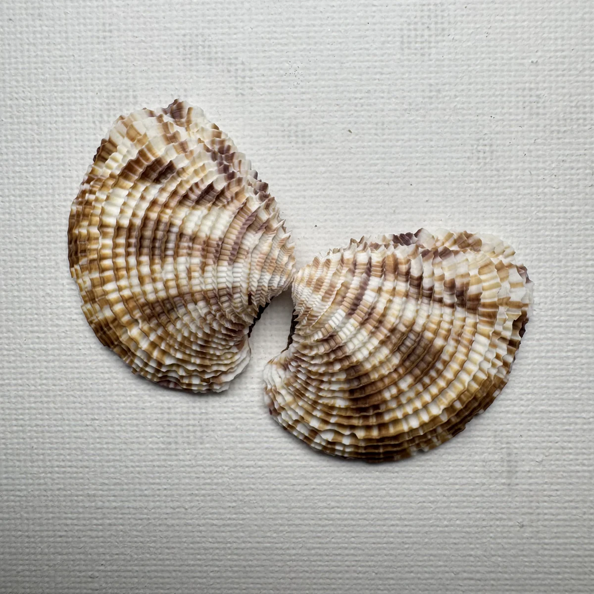 Antigona lamellaris shell specimen from Beihai,Guangxi,China, 31.9*40.9 mm, image 1