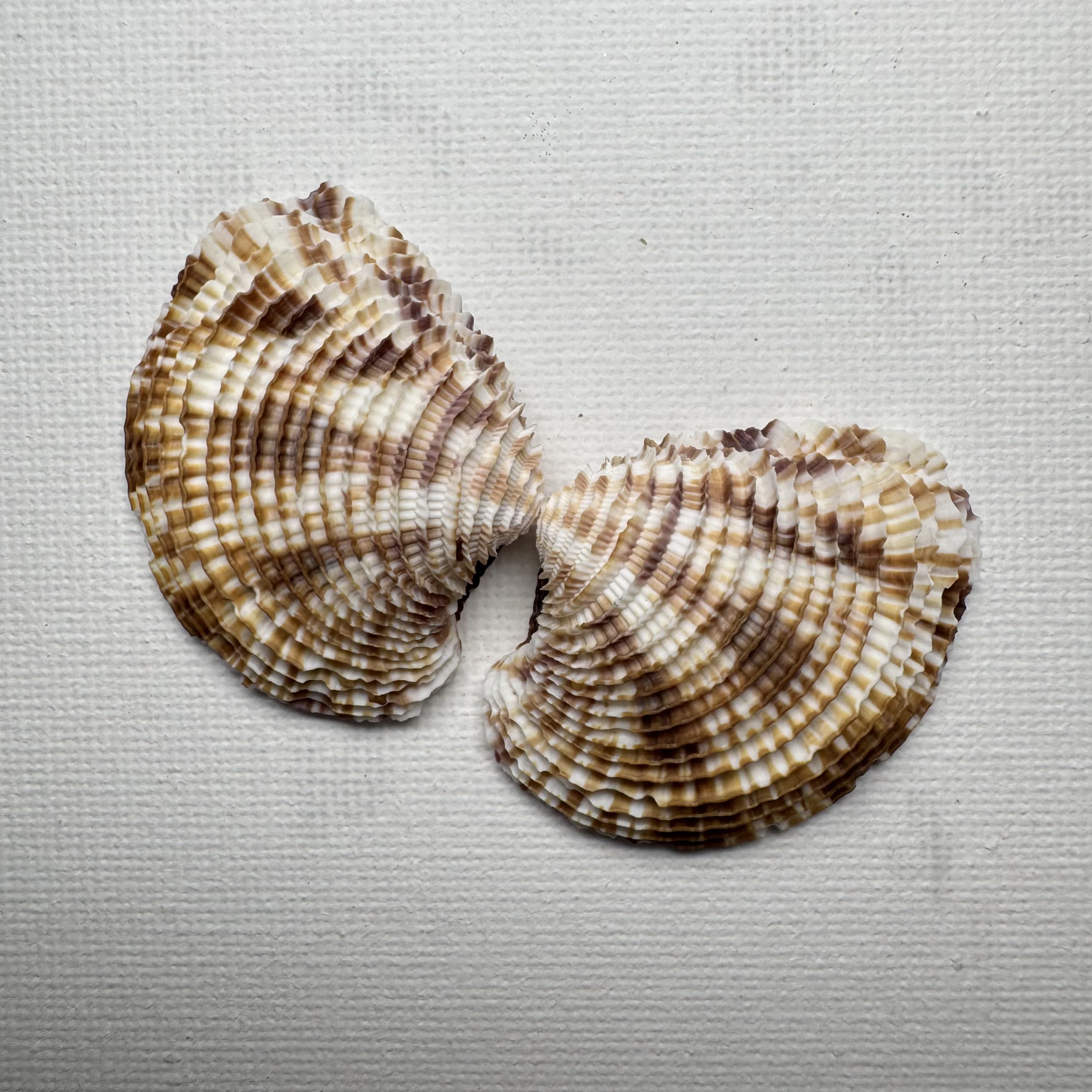 Antigona lamellaris shell specimen from Beihai,Guangxi,China, 31.9*40.9 mm, image 1