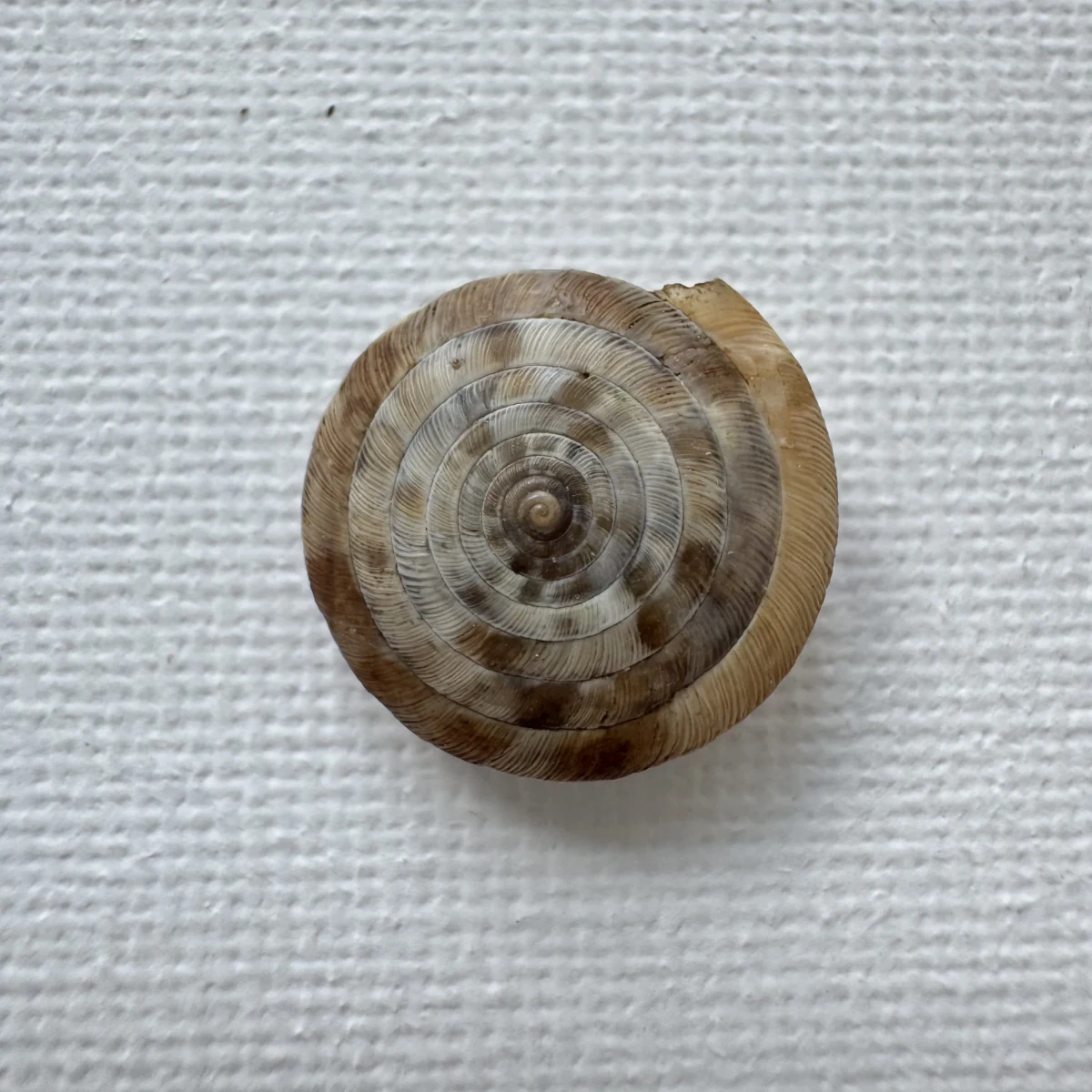 Laeocathaica pewzowi shell specimen from Longnan, Gansu, China, 16.6 mm, image 1