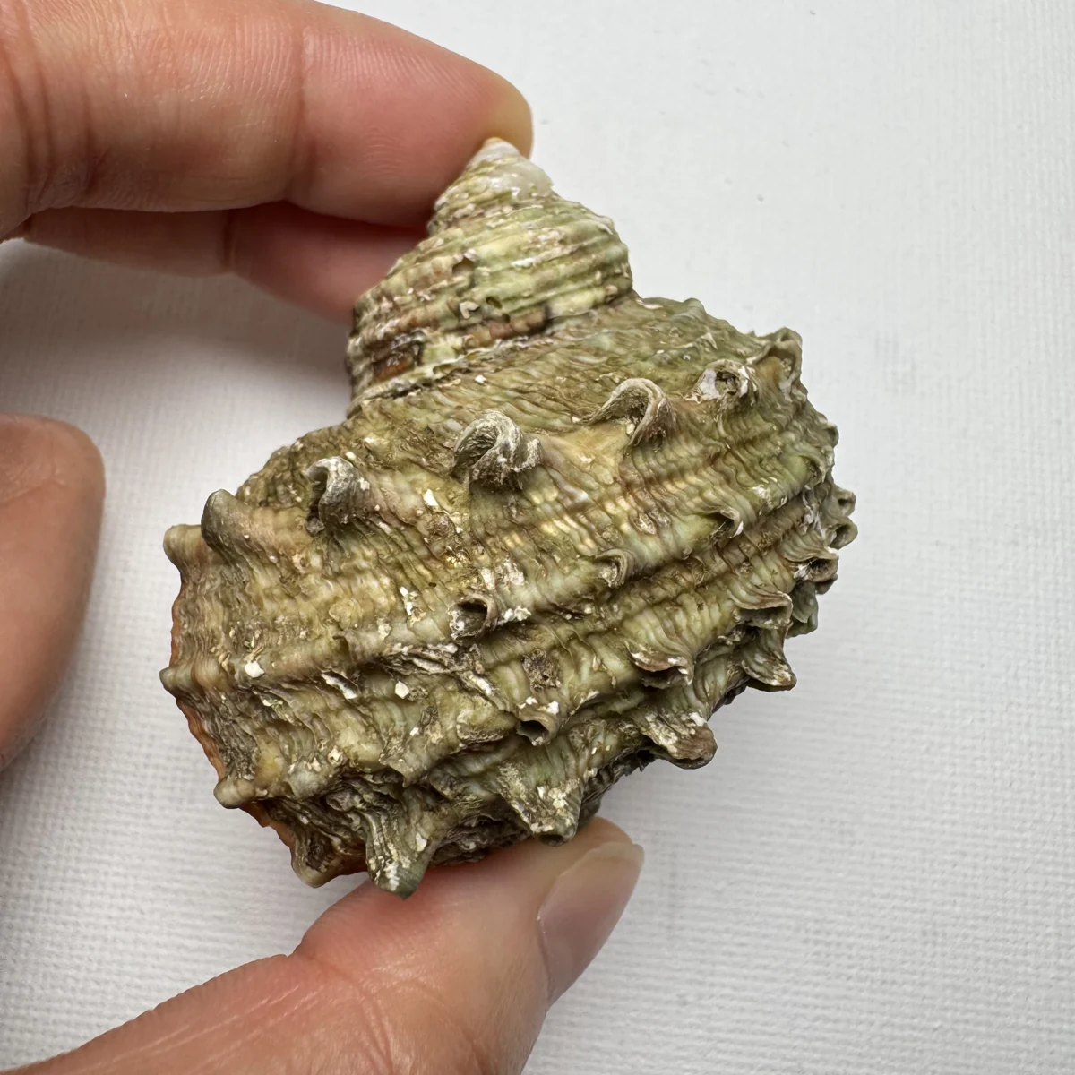 Turbo cornutus shell specimen from Dongshan Island,Fujian,China, 52 mm, image 5