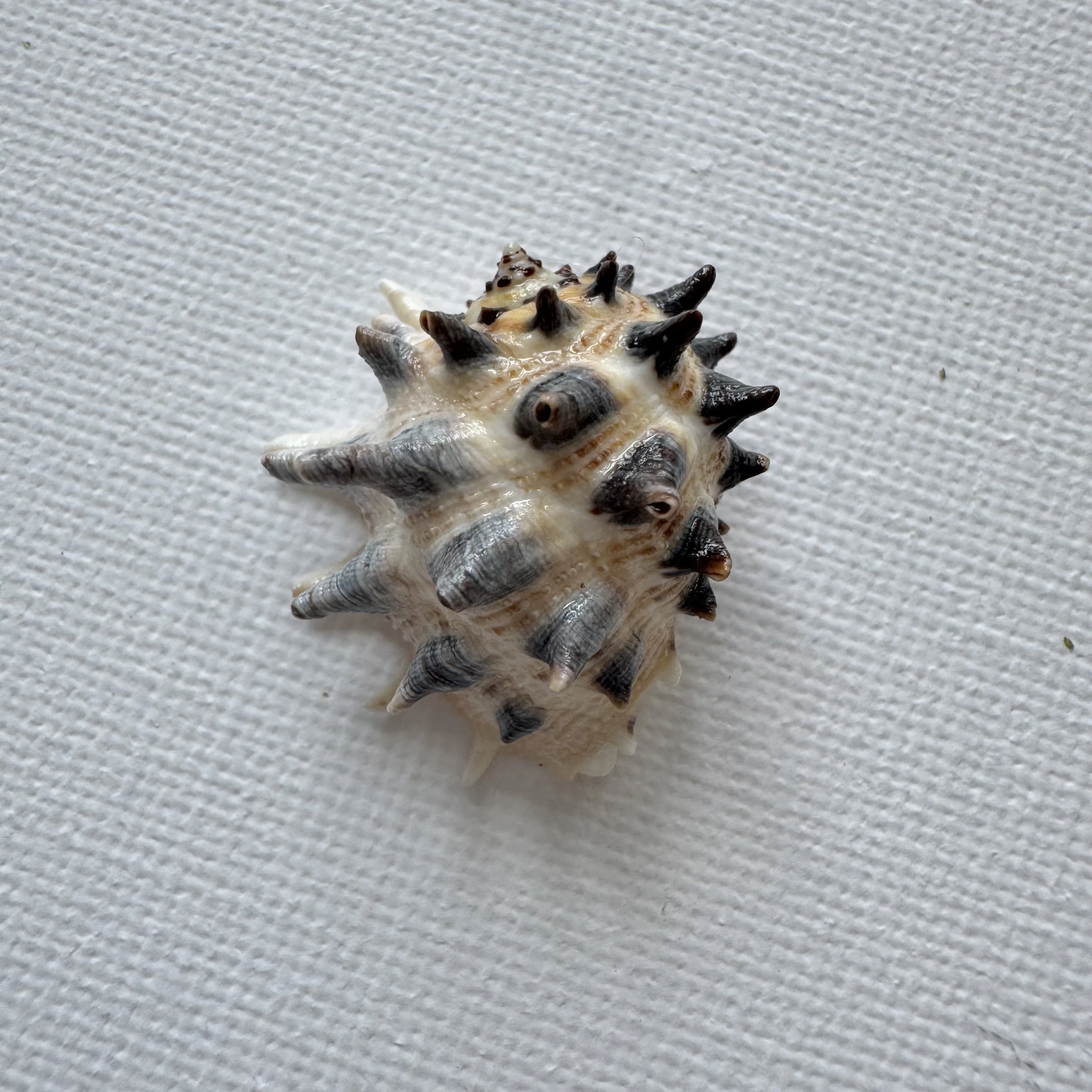 Drupa ricinus shell specimen from Okinawa, Japan, 25.4 mm, image 1
