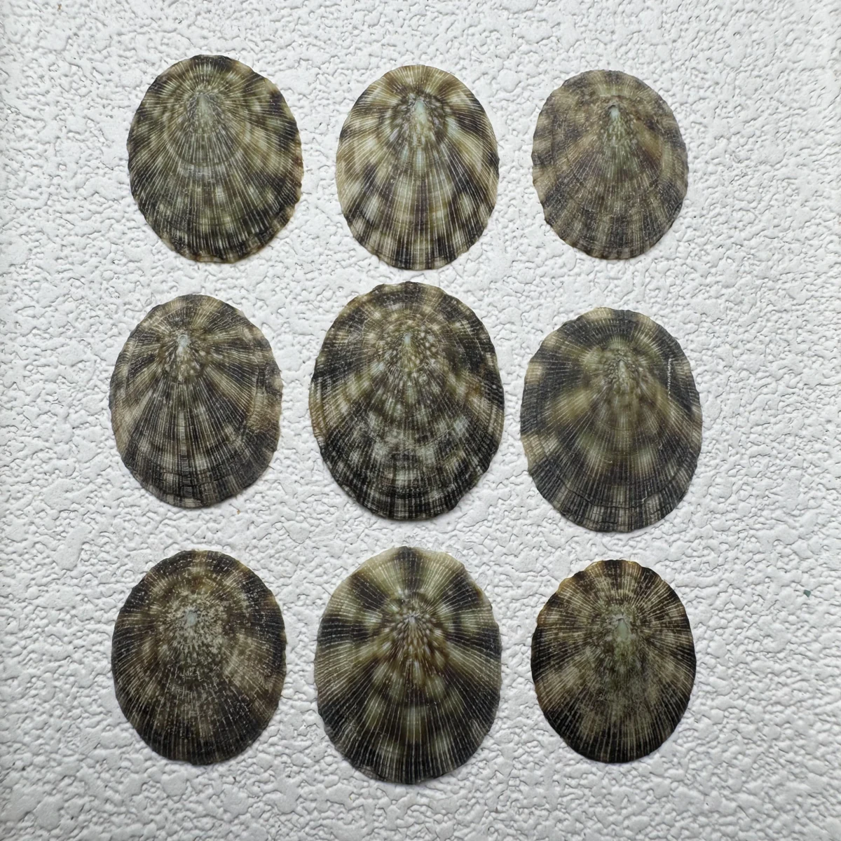 Lottia stanfordiana shell specimen from Mexico, 18-21.6 mm, image 2