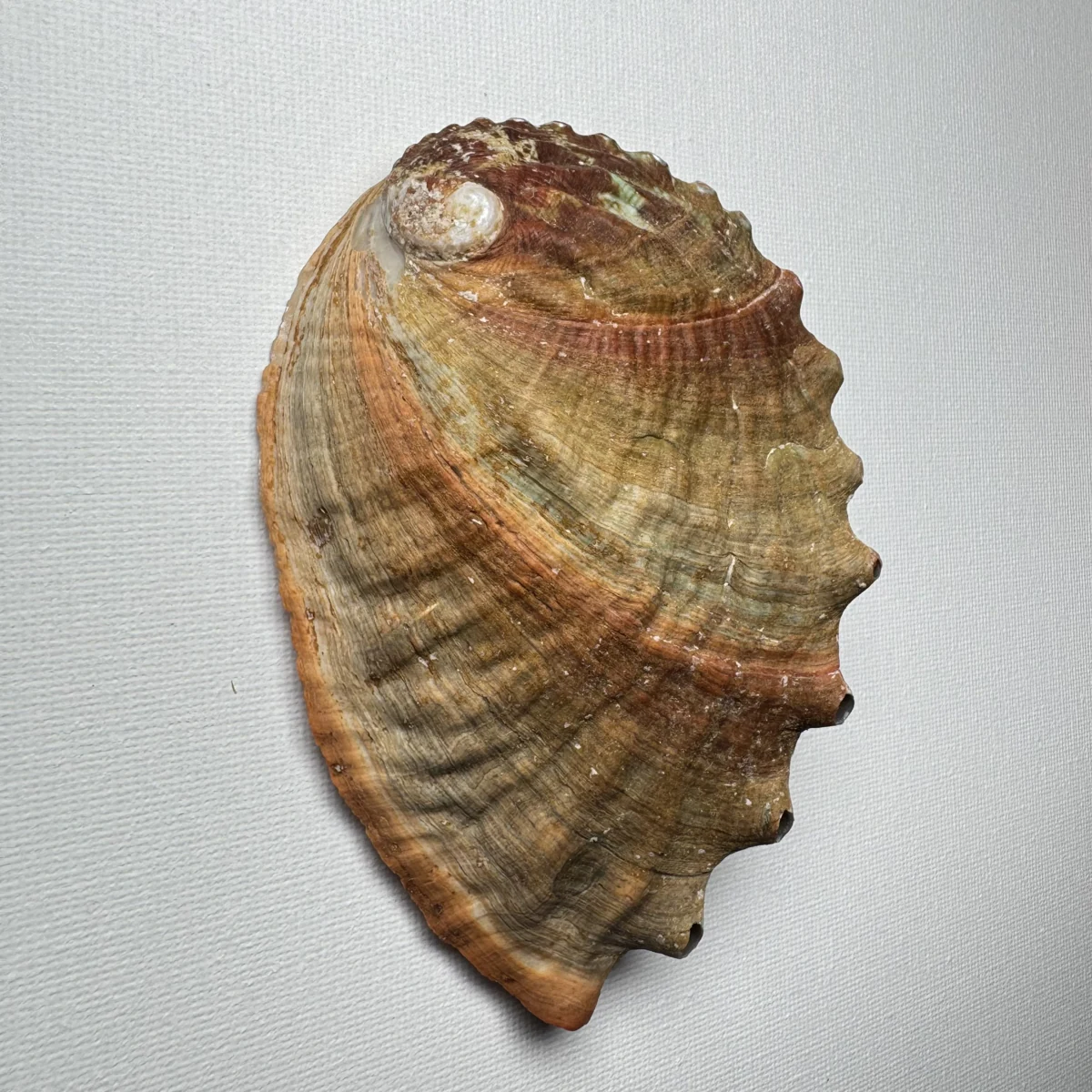 Haliotis discus shell specimen from Hinomisaki, Wakayama, Japan, 115.4 mm, image 4