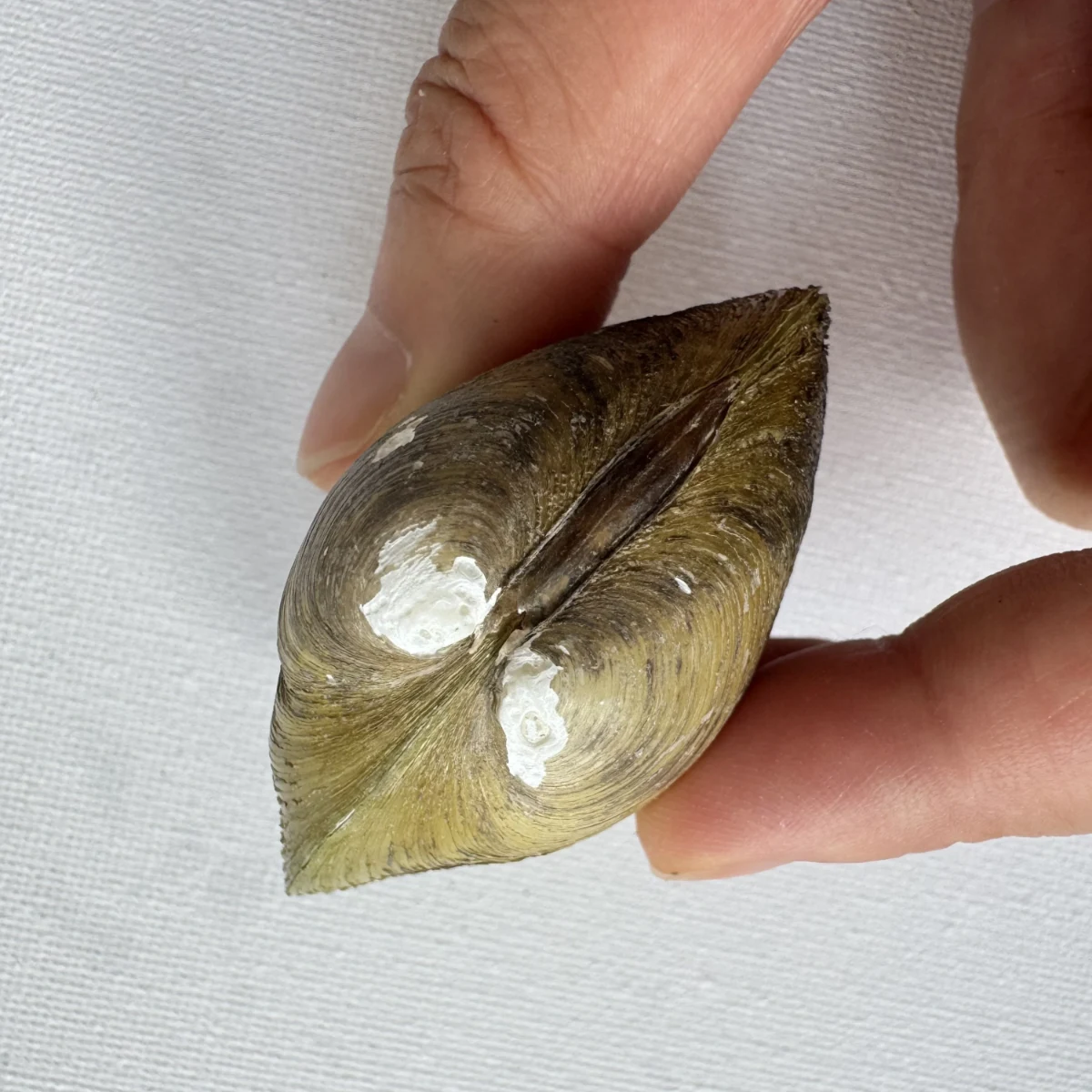 Geloina erosa shell specimen from Hainan, China, 55.4 mm, image 3
