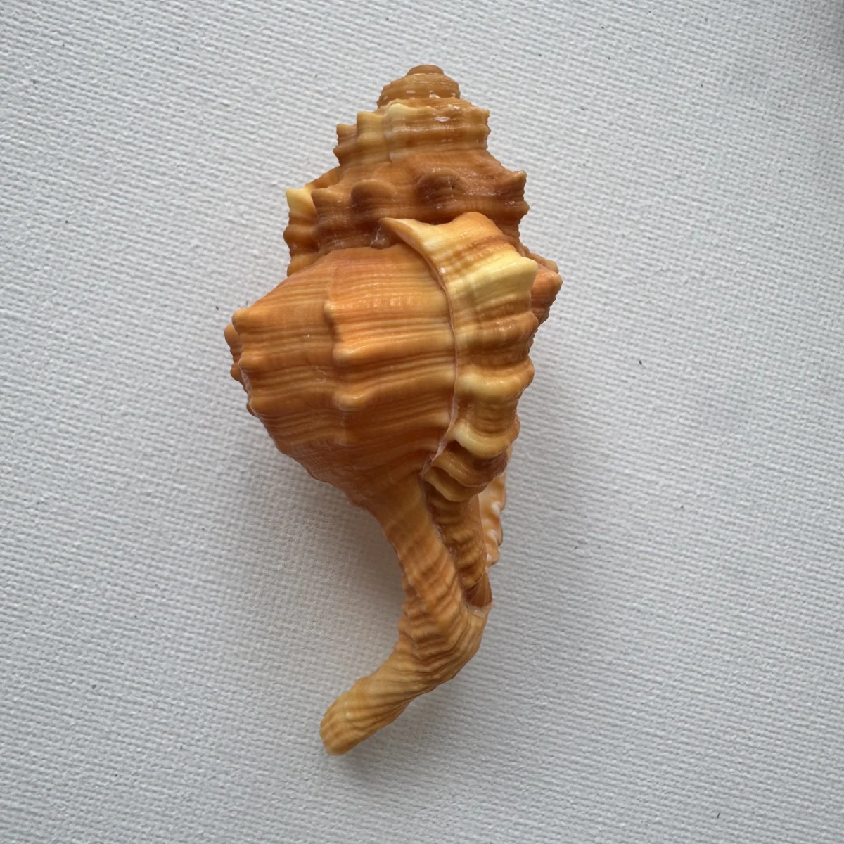 Ranularia pyrum shell specimen from Philippines, 80.4 mm, image 3