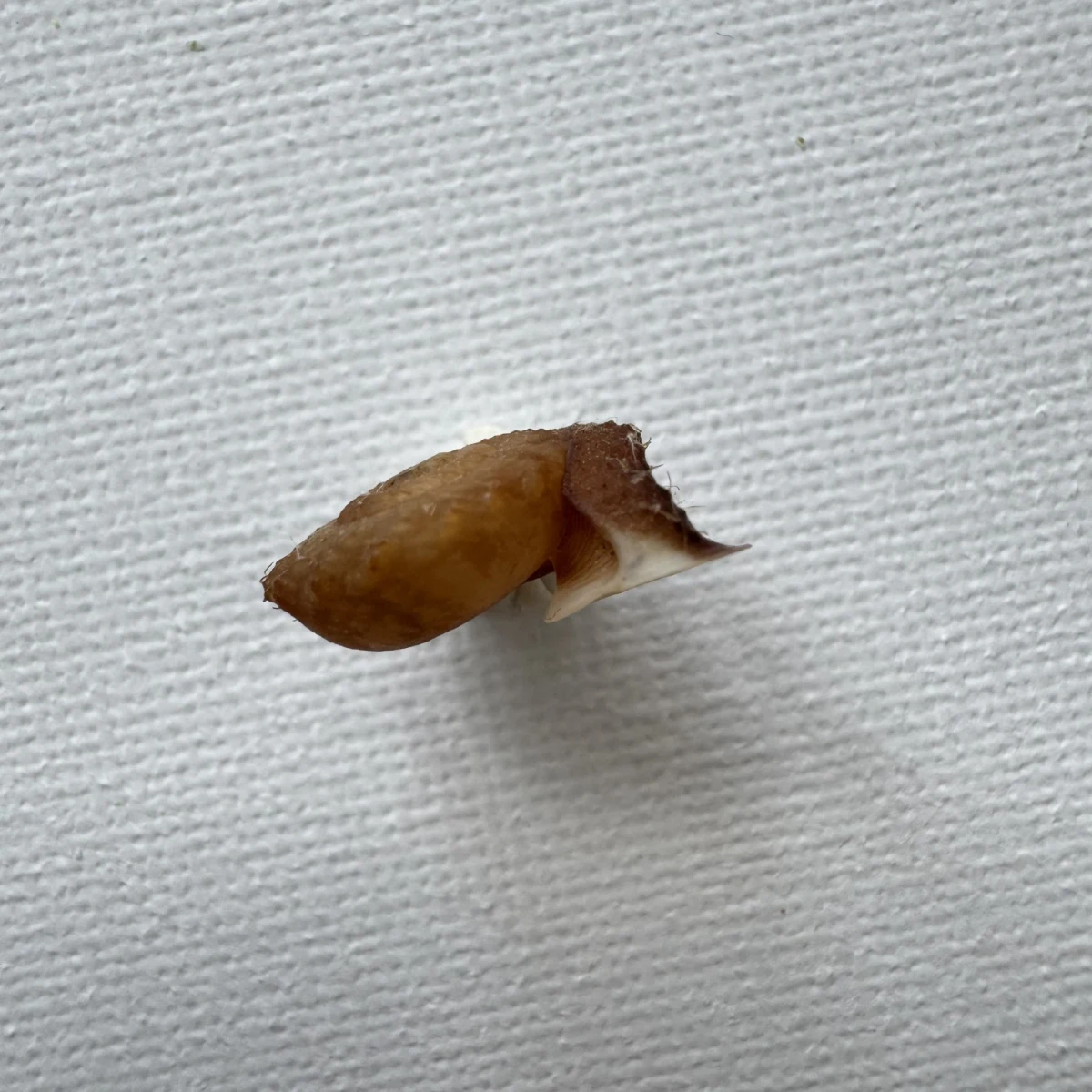 Moellendorffia kuguaheshang shell specimen from Nanning,Guangxi,China, 16.4 mm, image 3