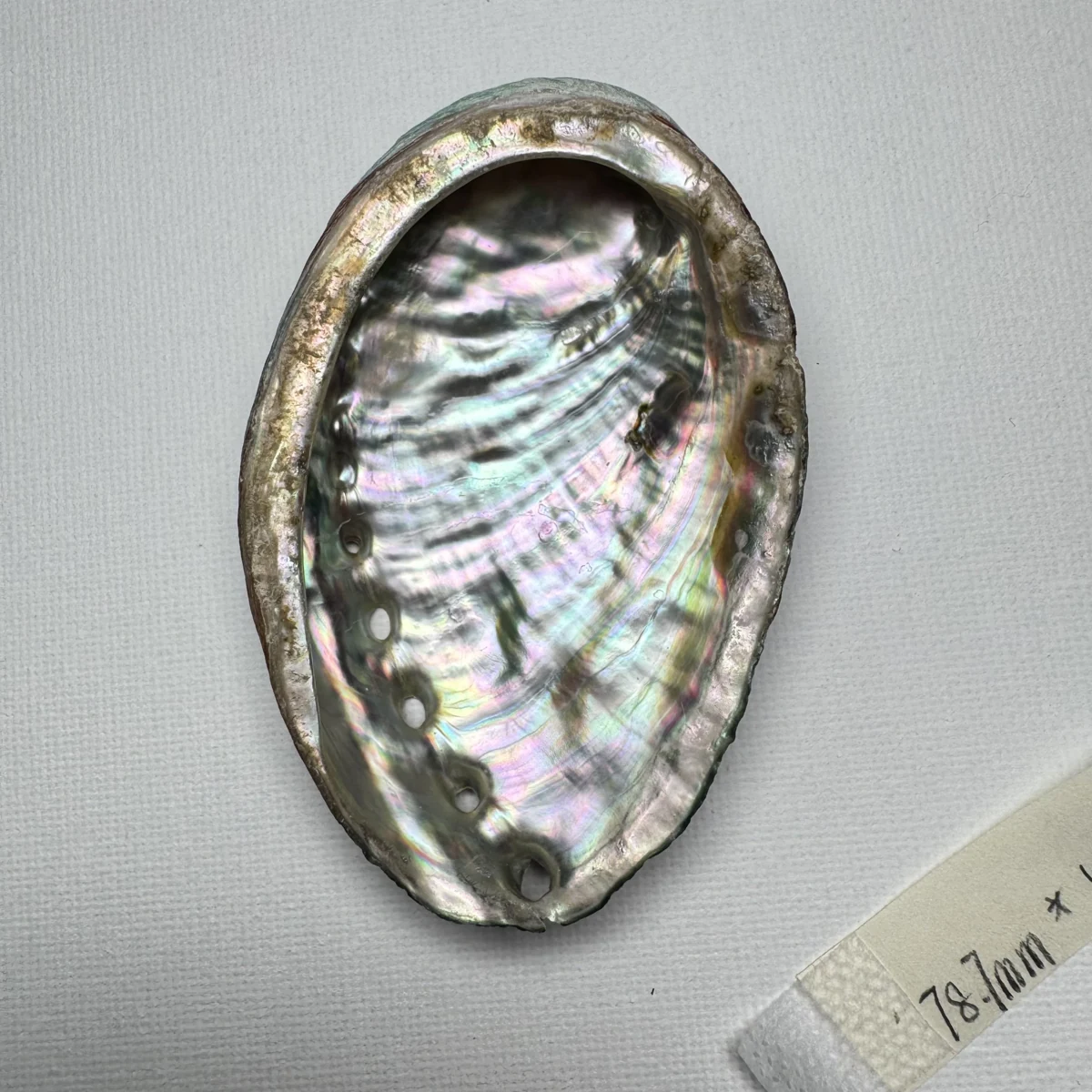 Haliotis discus hannai shell specimen, 78.8 mm, image 3