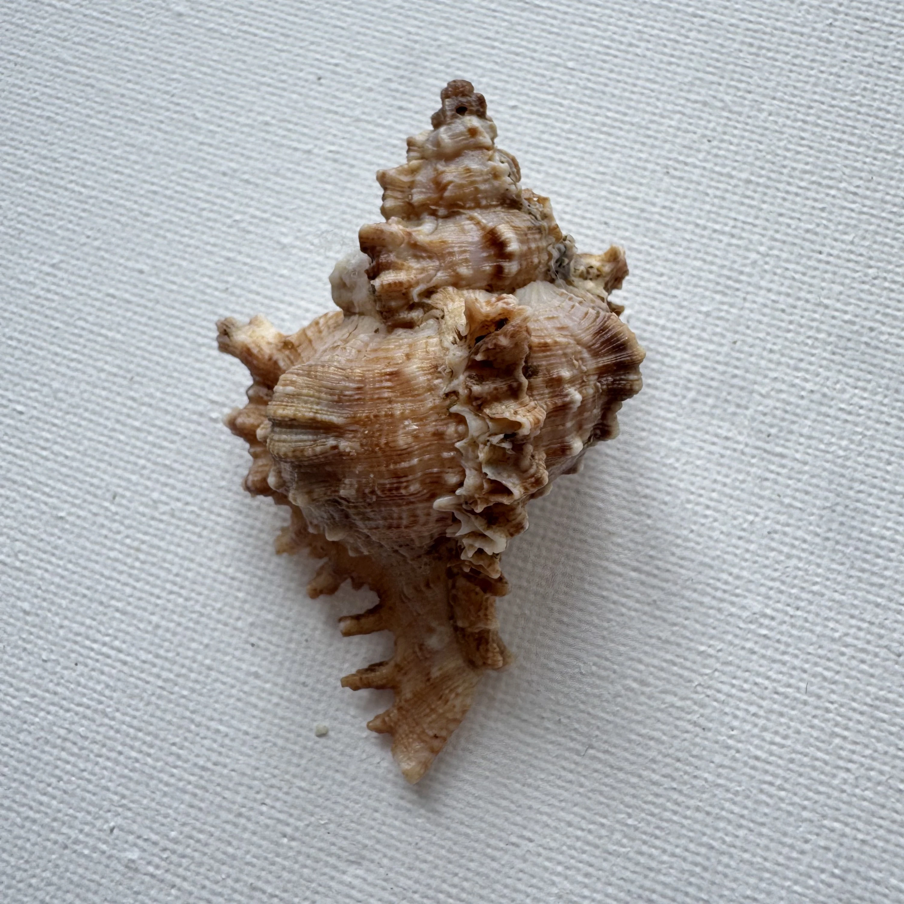 Chicoreus asianus shell specimen from Pingtan Island,Fujian,China, 60.1 mm, image 1
