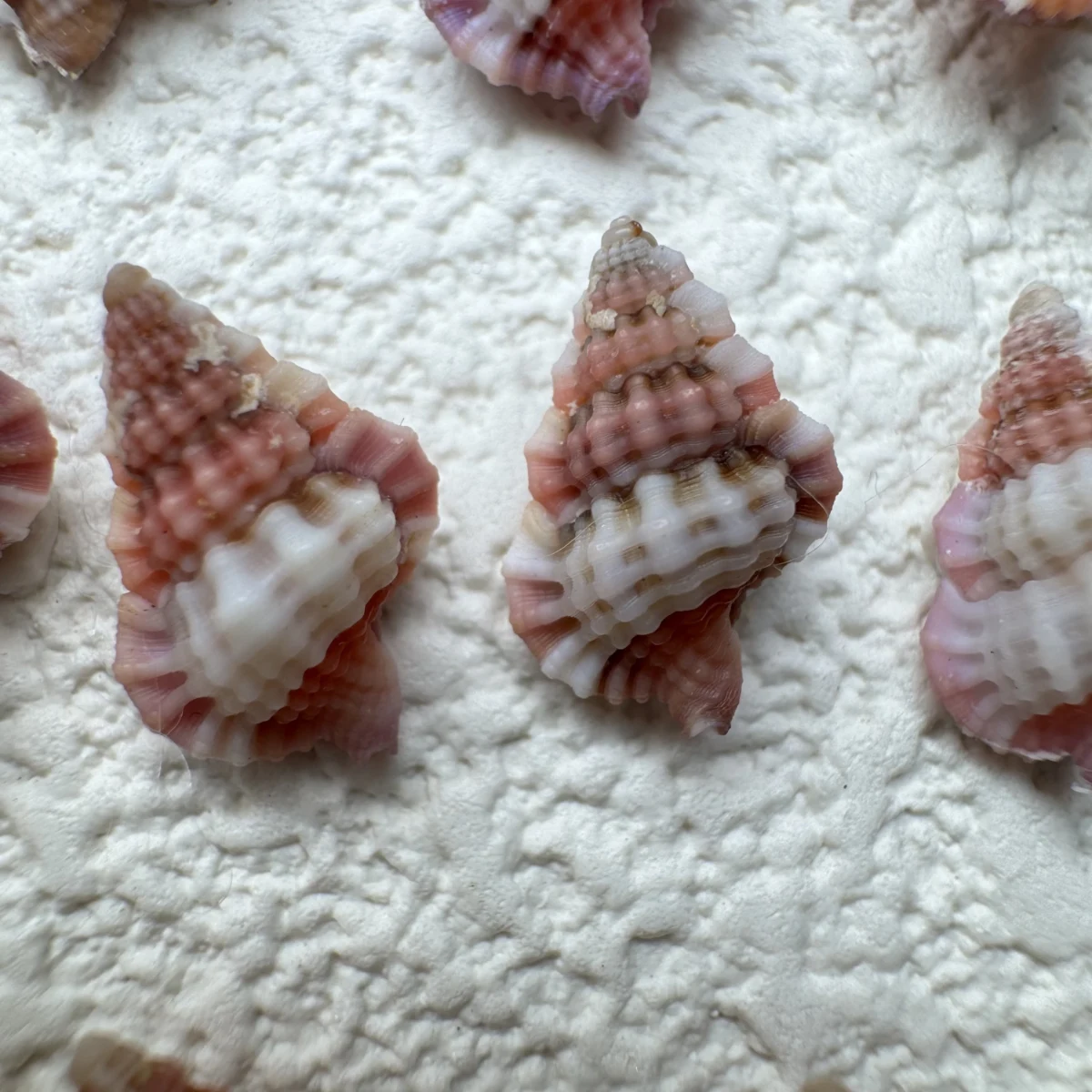 Gyrineum lacunatum shell specimen from Philippines, 8.2-13 mm, image 2