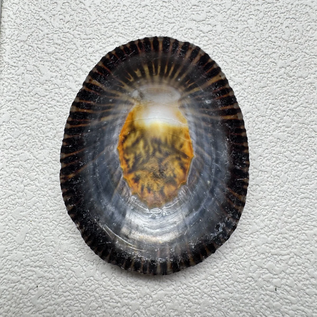 Cellana nigrolineata shell specimen from Aichi, Japan, 46.4 mm, image 2