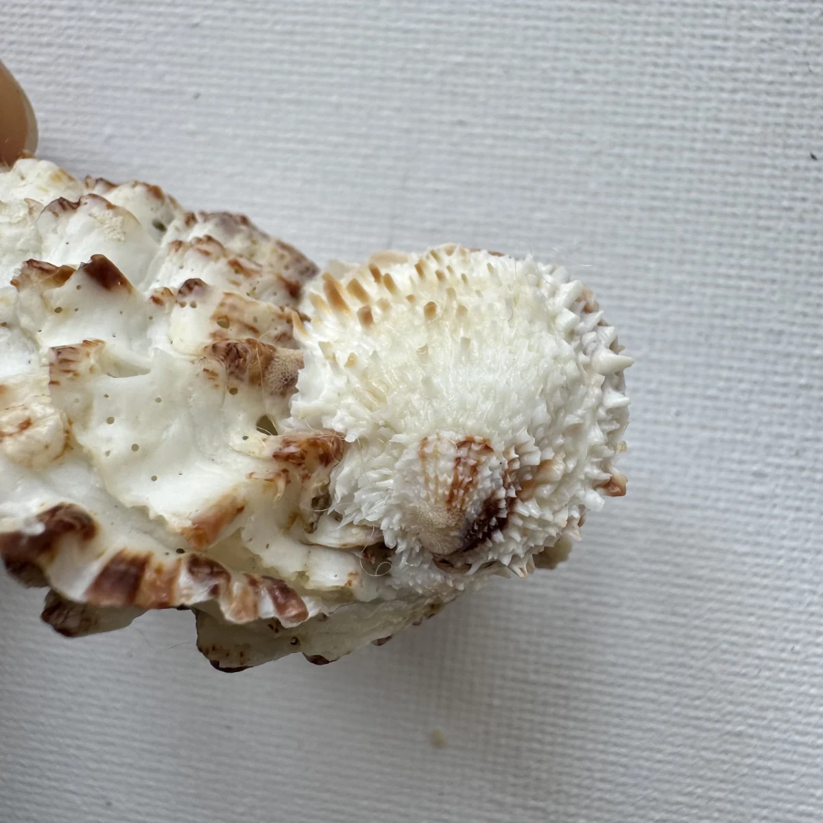 Oyster sp.+Chama sp. shell specimen from Beihai,Guangxi, China, 50.5 mm, image 2