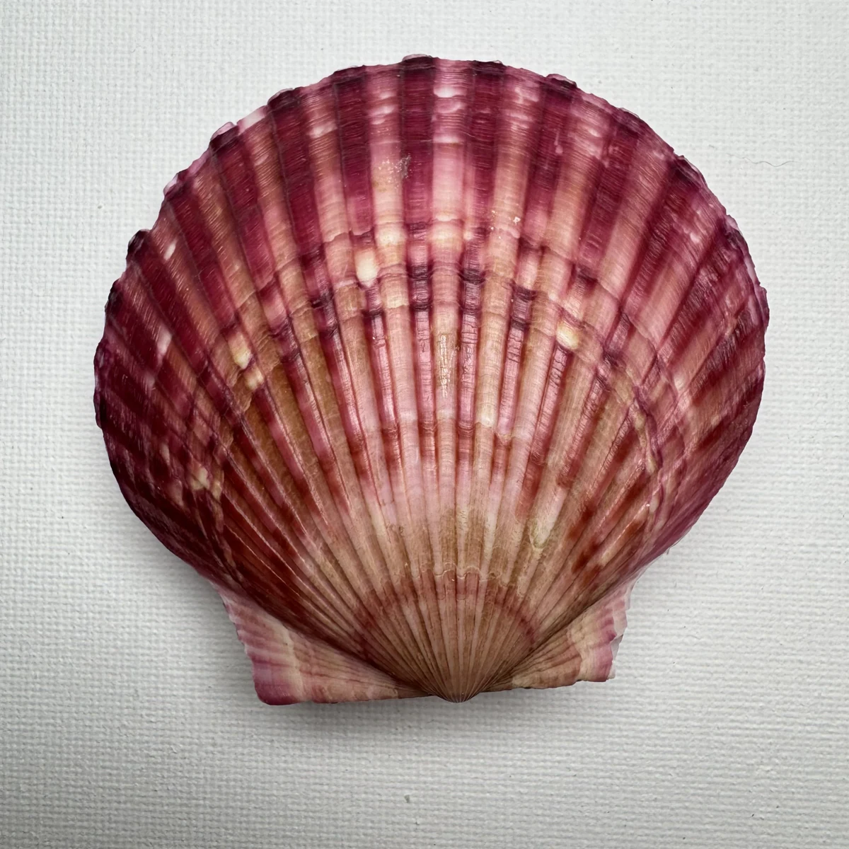 Argopecten irradians shell specimen from Shandong, China, 70.4*75.3 mm, image 1