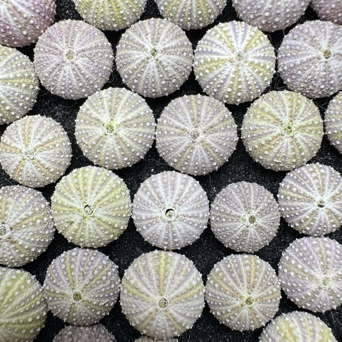 Hemicentrotus pulcherrimus SMALL shell specimen from Shandong, China, 12-14 mm, image 2