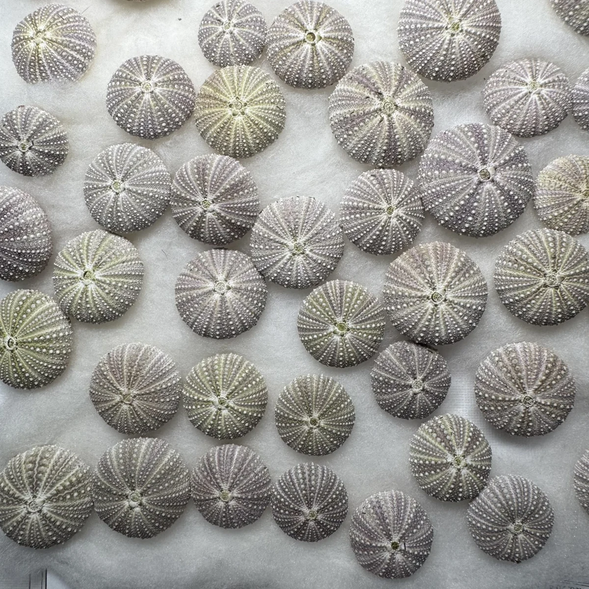 Hemicentrotus pulcherrimus MIDDLE shell specimen from Shandong, China, 21.7-34.3 mm, image 5