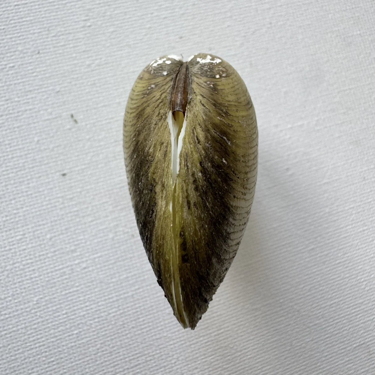 Geloina erosa shell specimen from Hainan, China, 52.3 mm, image 3