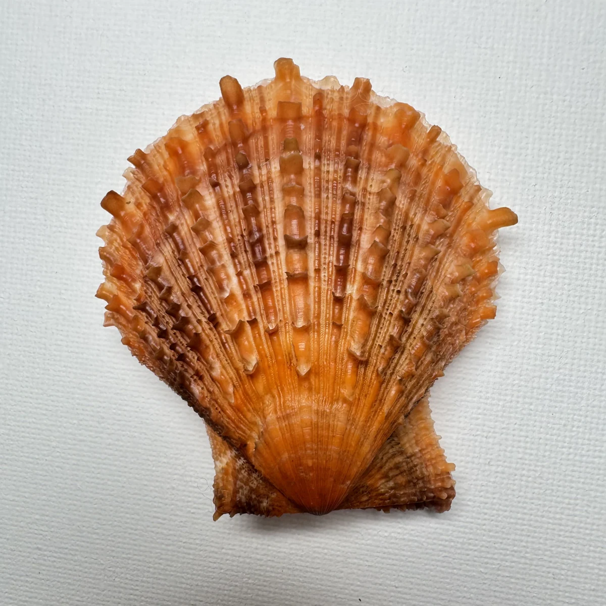 Scaeochlamys farreri shell specimen from Shandong, China, 63.7 mm, image 1