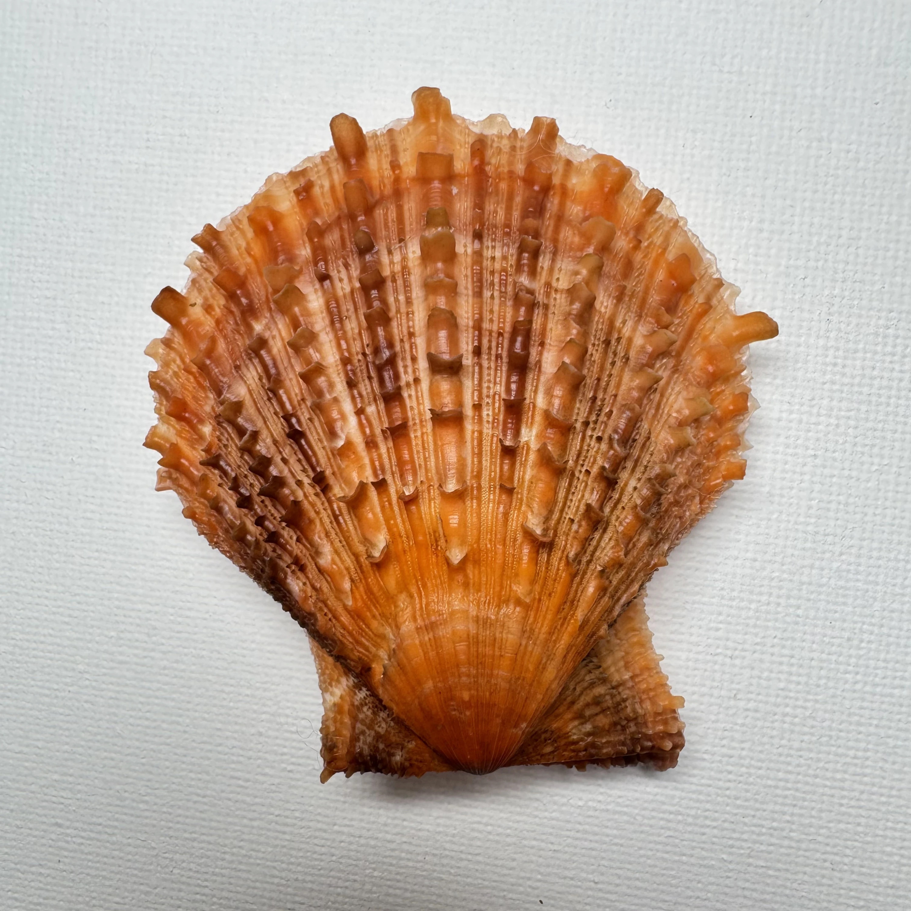 Scaeochlamys farreri shell specimen from Shandong, China, 63.7 mm, image 1