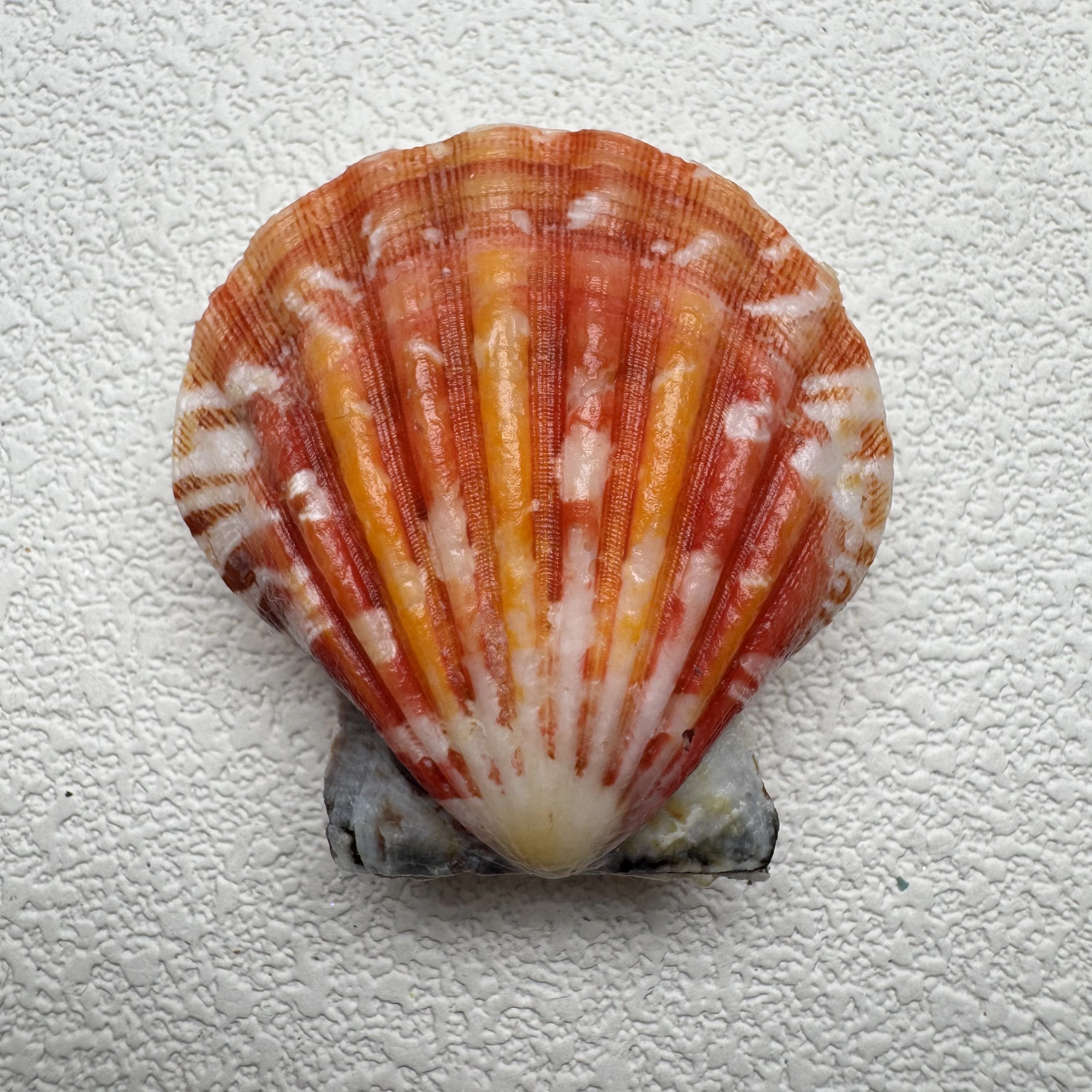 Bractechlamys vexillum shell specimen from Philippines, 39.6 mm, image 1