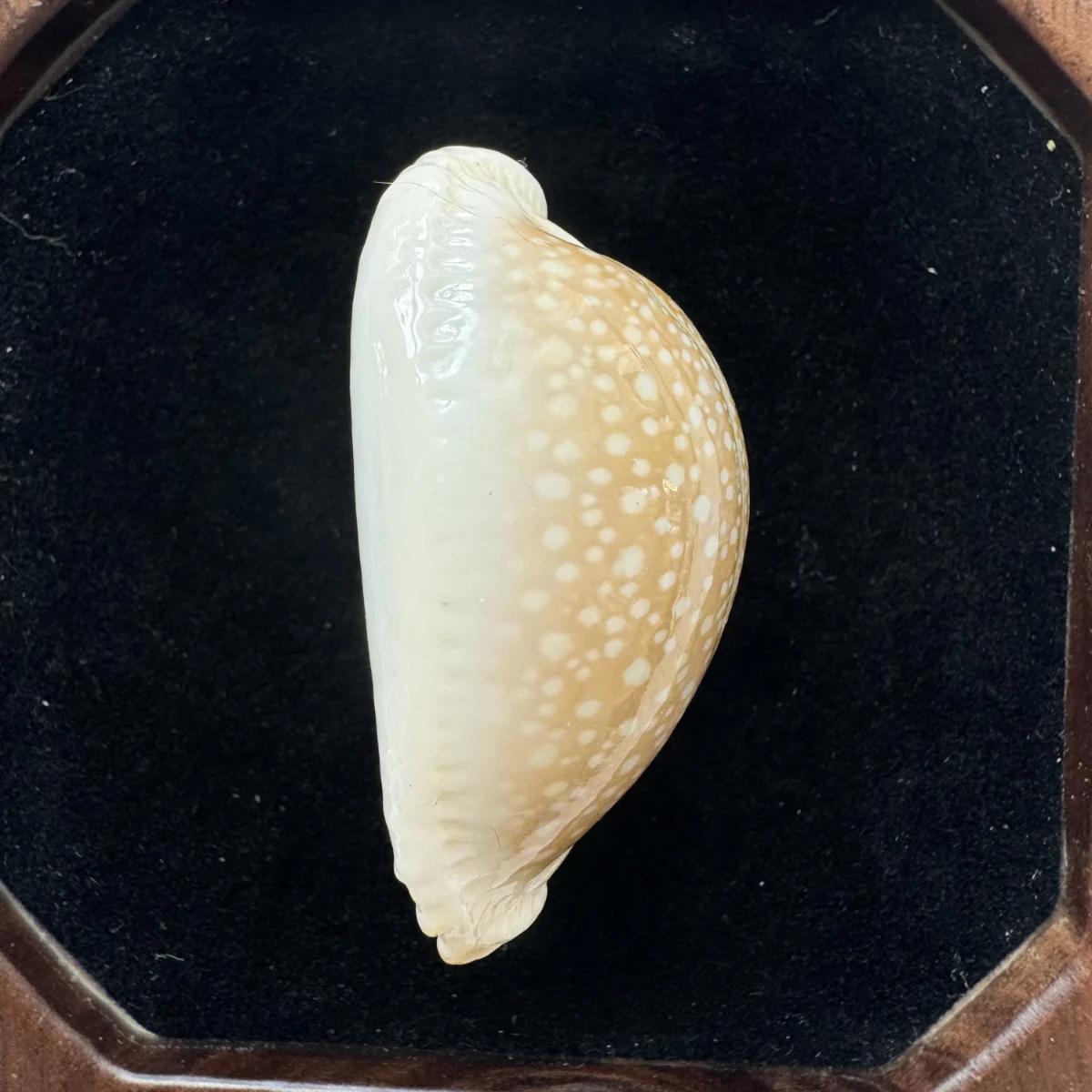 Naria miliaris shell specimen from Hainan, China, 44.3 mm, image 3