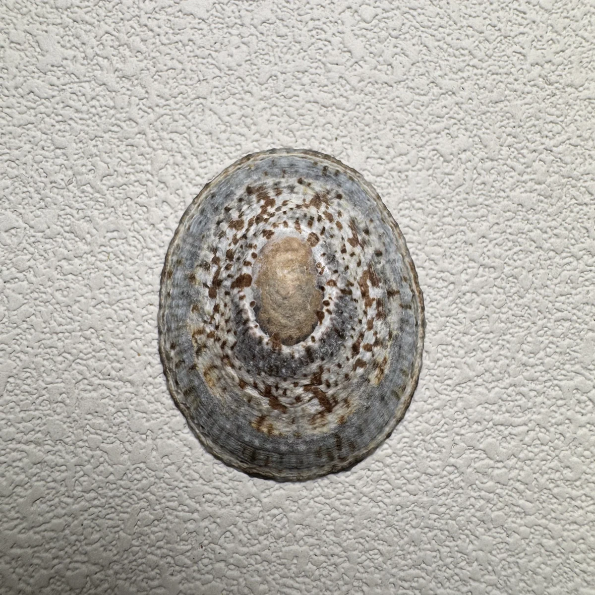 Cellana grata shell specimen from Japan, 27.7-37.9 mm, image 3