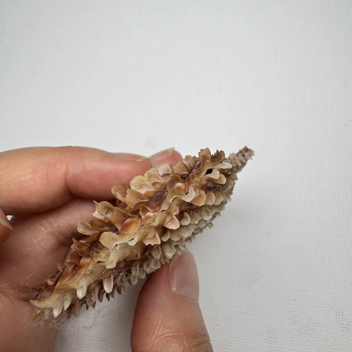 Scaeochlamys farreri shell specimen from Shandong, China, 61.4 mm, image 5