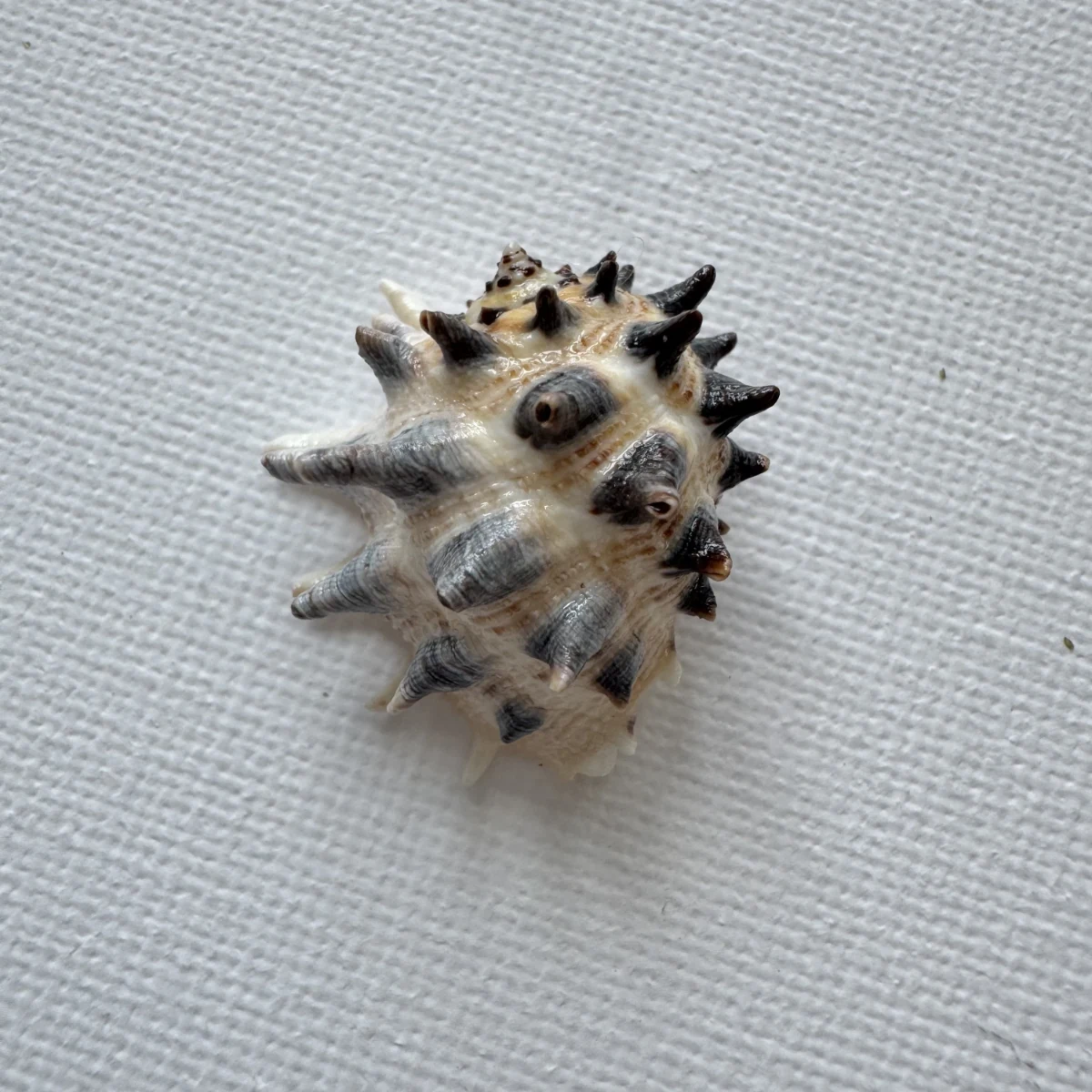 Drupa ricinus shell specimen from Okinawa, Japan, 25.4 mm, image 1