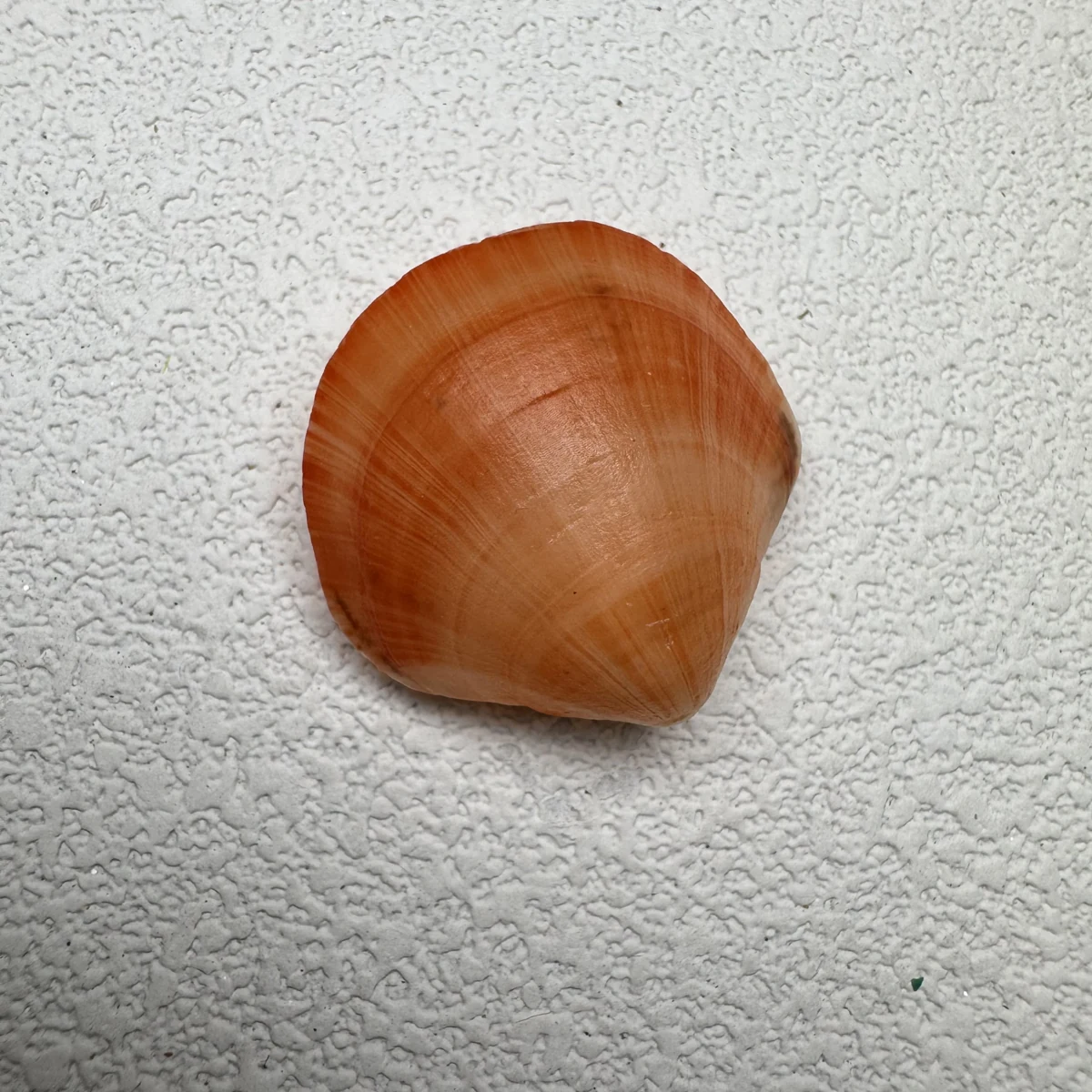 Terebratalia coreanica shell specimen from Shandong, China, 21.5-26.7 mm, image 2
