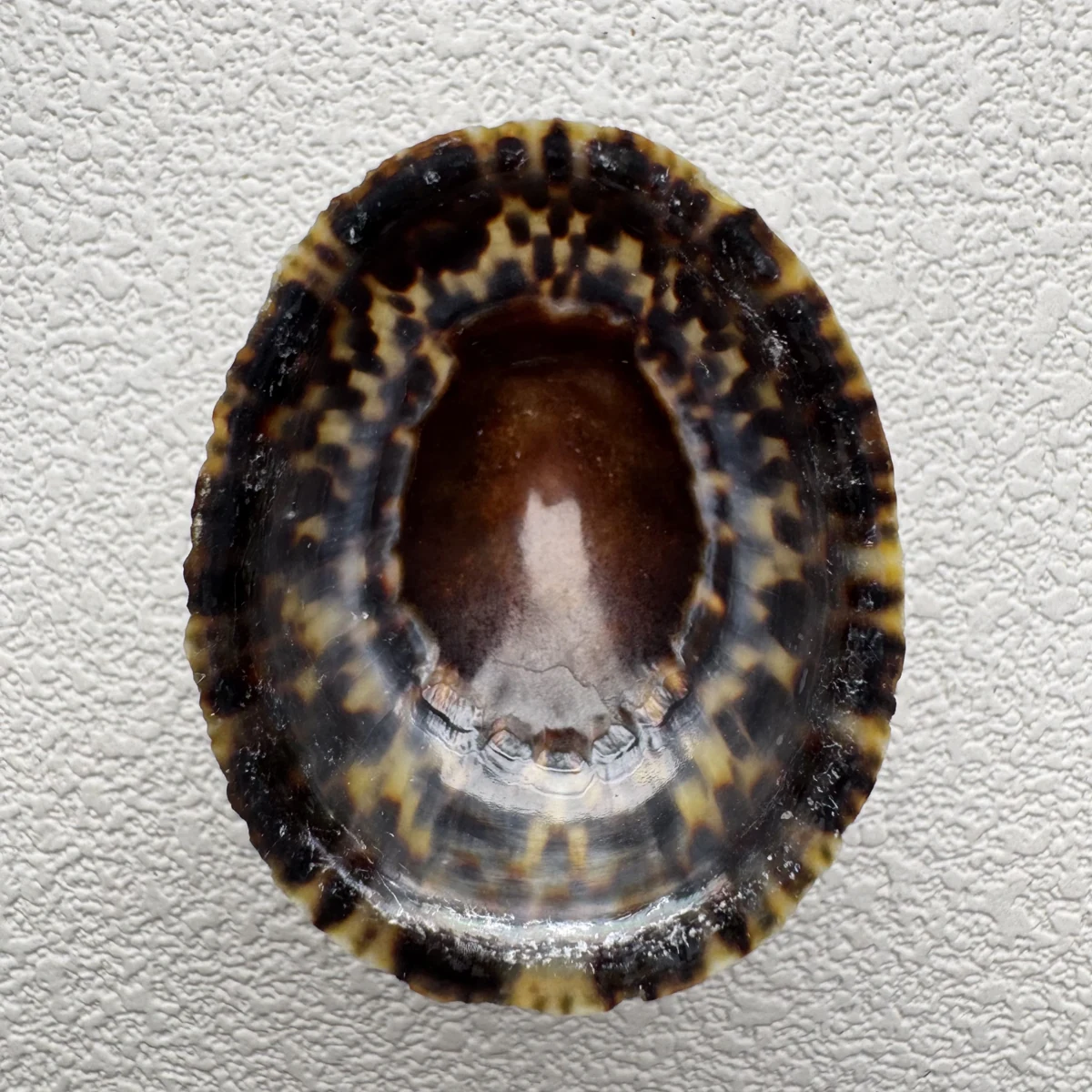 Cellana grata shell specimen from Japan, 27.7-37.9 mm, image 4