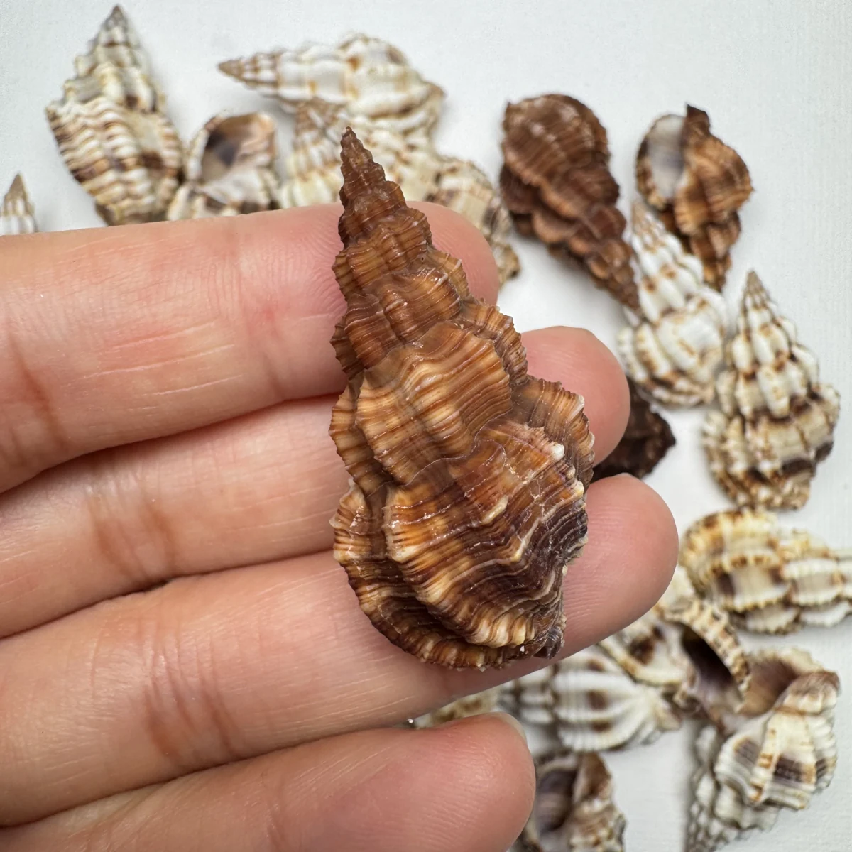 Phos senticosus shell specimen from Beihai,Guangxi,China, 34.8-42.4 mm, image 3