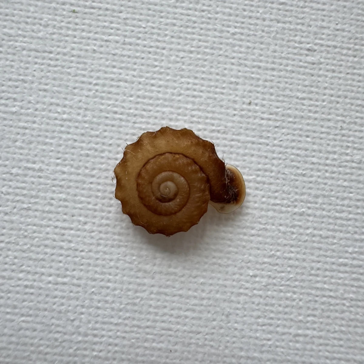 Moellendorffia kuguaheshang shell specimen from Nanning,Guangxi,China, 16.4 mm, image 1