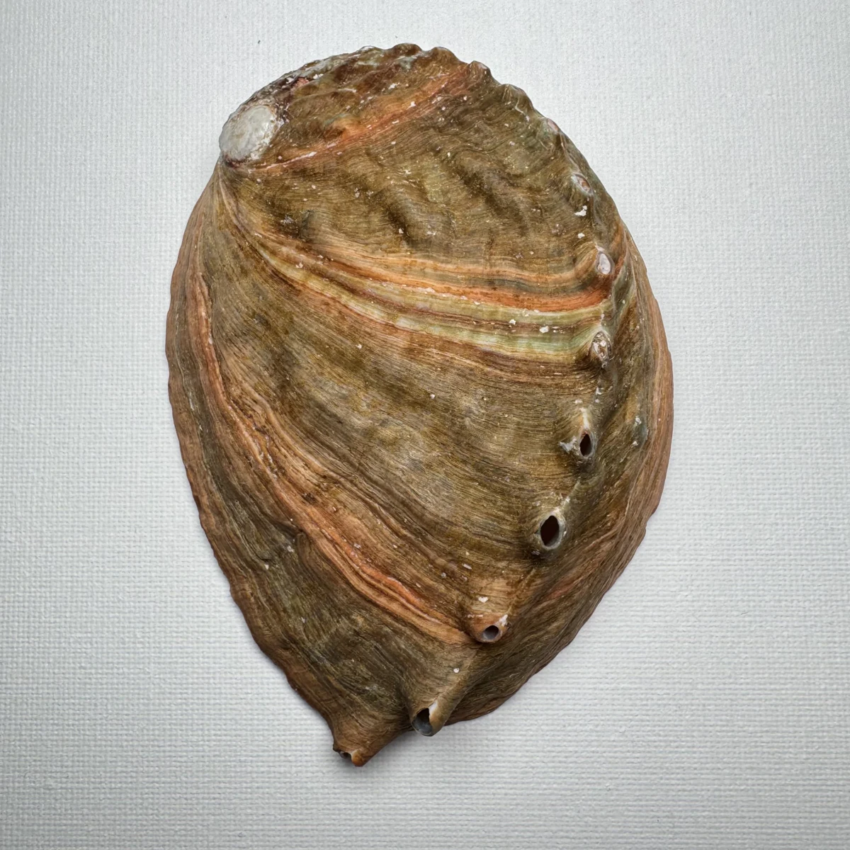 Haliotis discus shell specimen from Hinomisaki, Wakayama, Japan, 117.2 mm, image 1