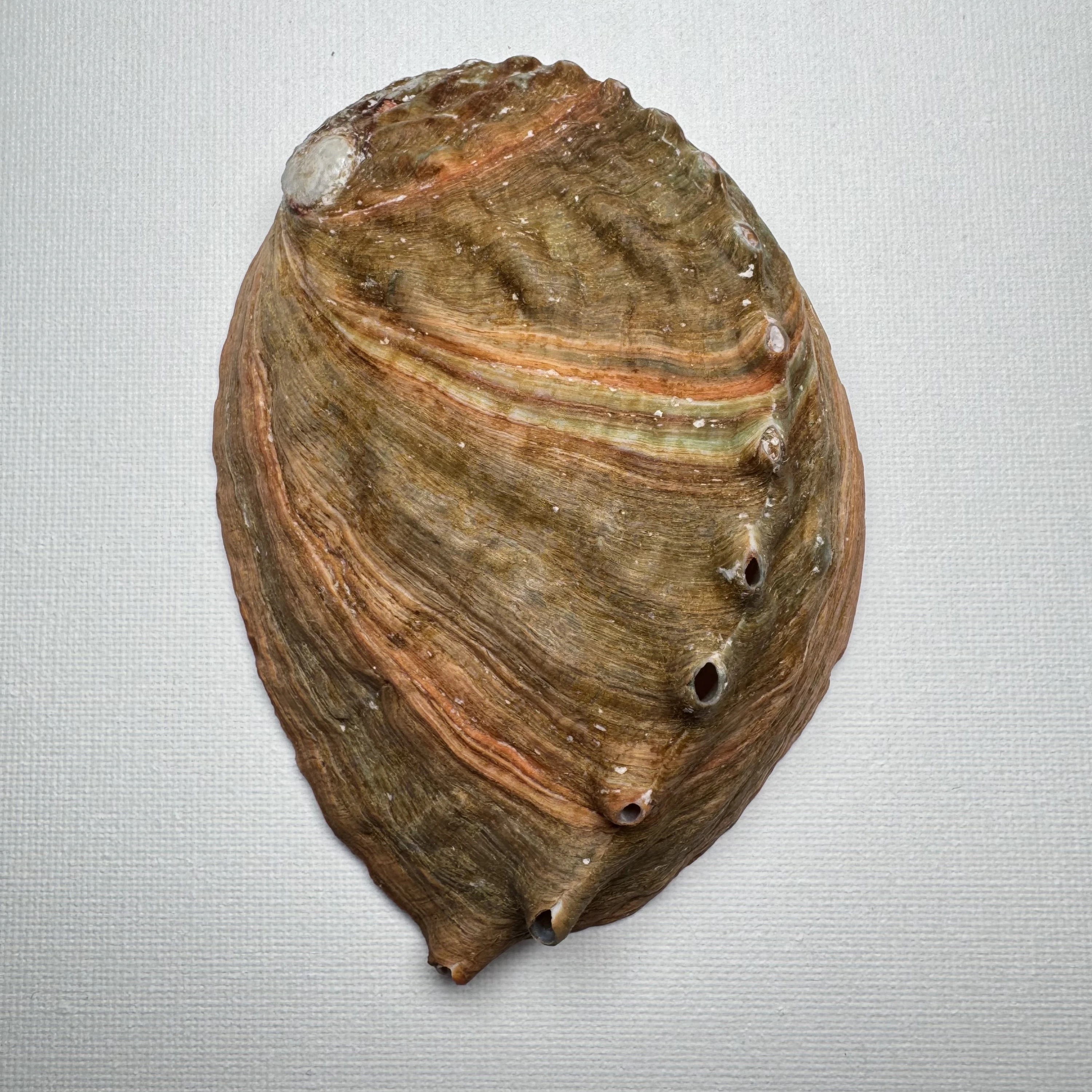 Haliotis discus shell specimen from Hinomisaki, Wakayama, Japan, 117.2 mm, image 1