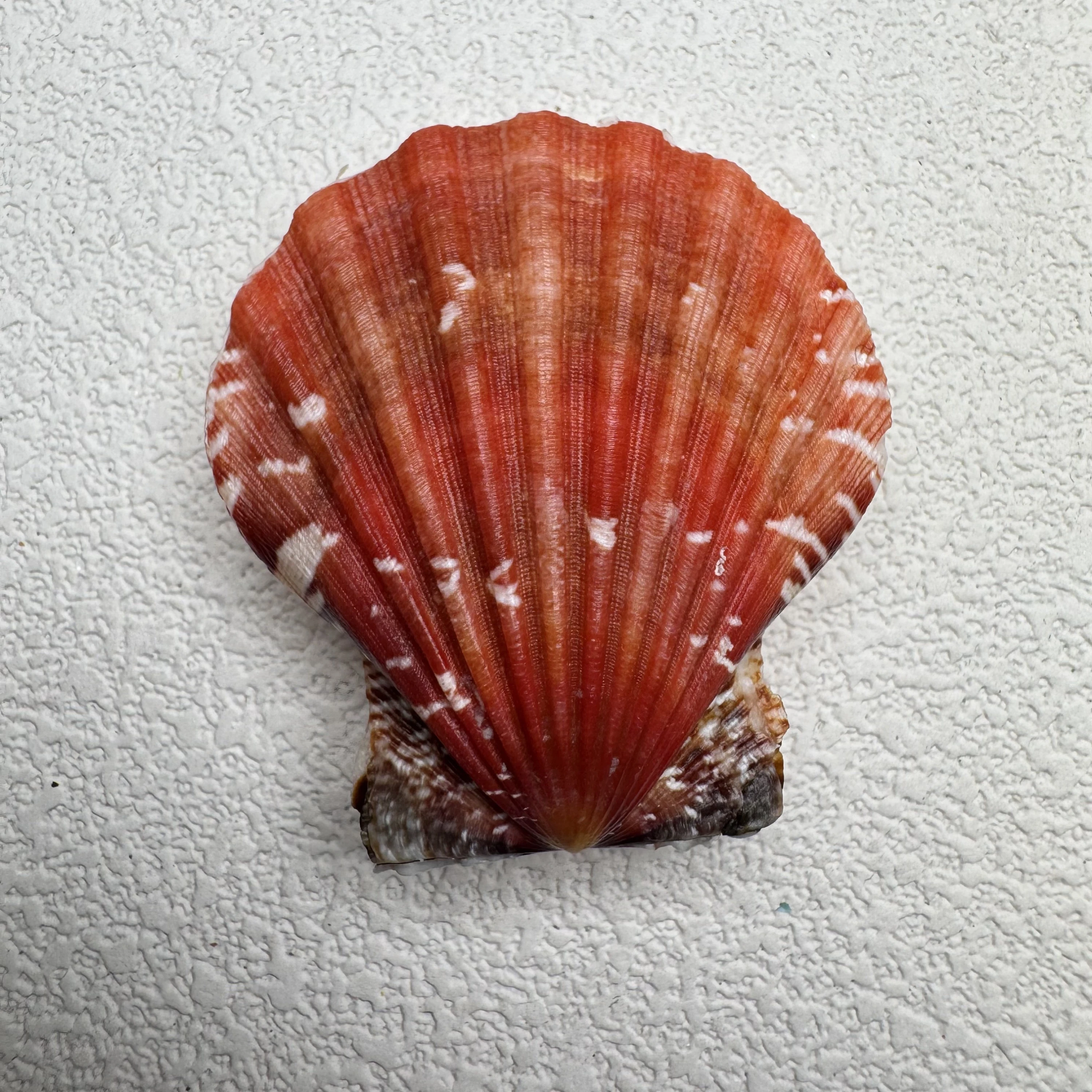 Bractechlamys vexillum shell specimen from Philippines, 40.7 mm, image 1