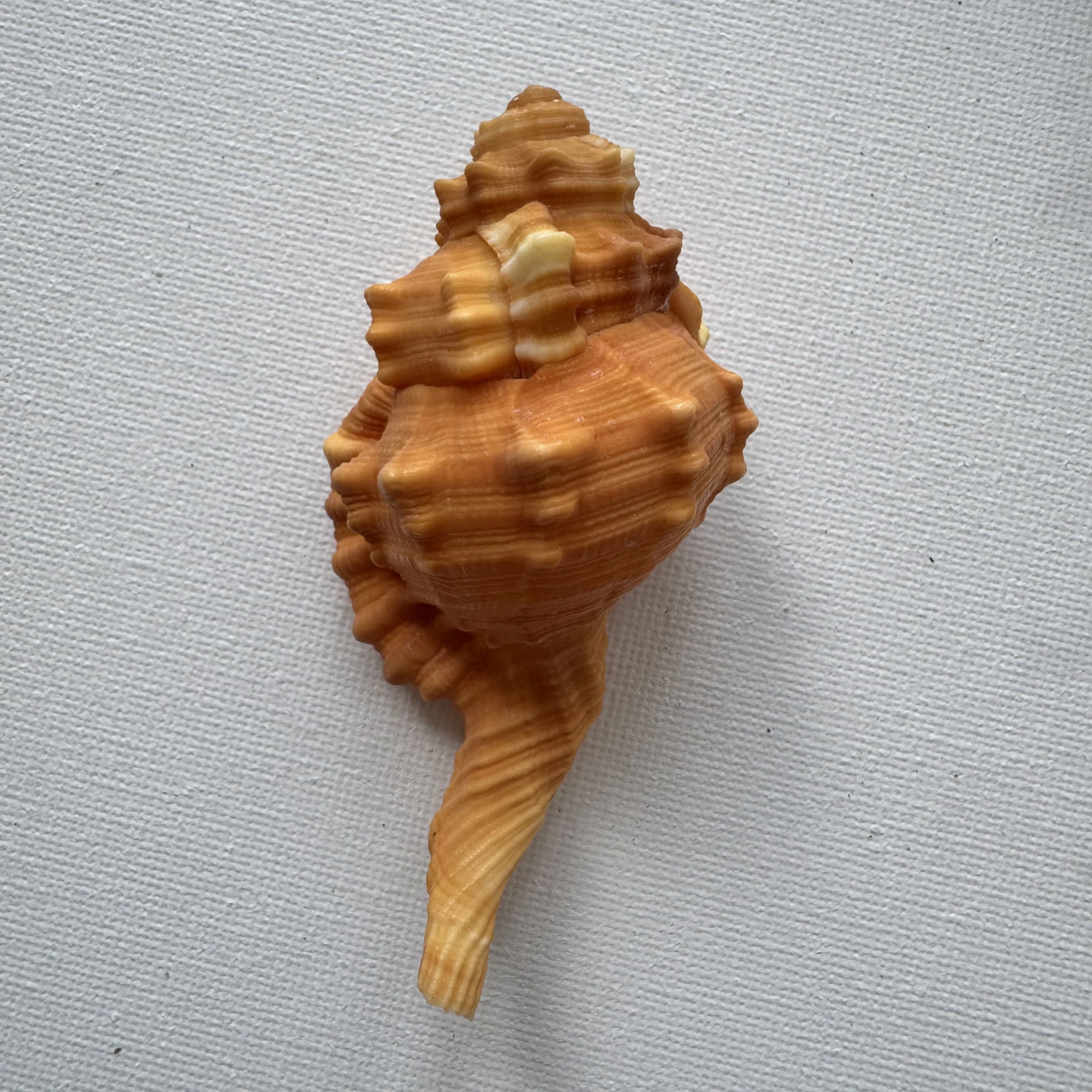 Ranularia pyrum shell specimen from Philippines, 80.4 mm, image 1
