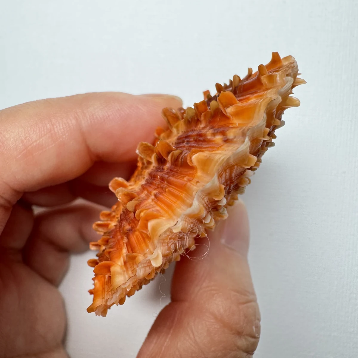 Scaeochlamys farreri shell specimen from Shandong, China, 61.6 mm, image 4