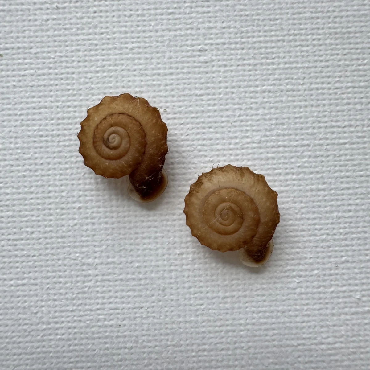 Moellendorffia kuguaheshang shell specimen from Nanning,Guangxi,China, 16.4 mm, image 5