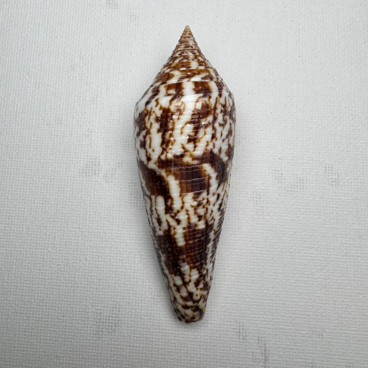 Conus australis shell specimen from East China Sea Zhejiang Province China, 81.5 mm, image 1