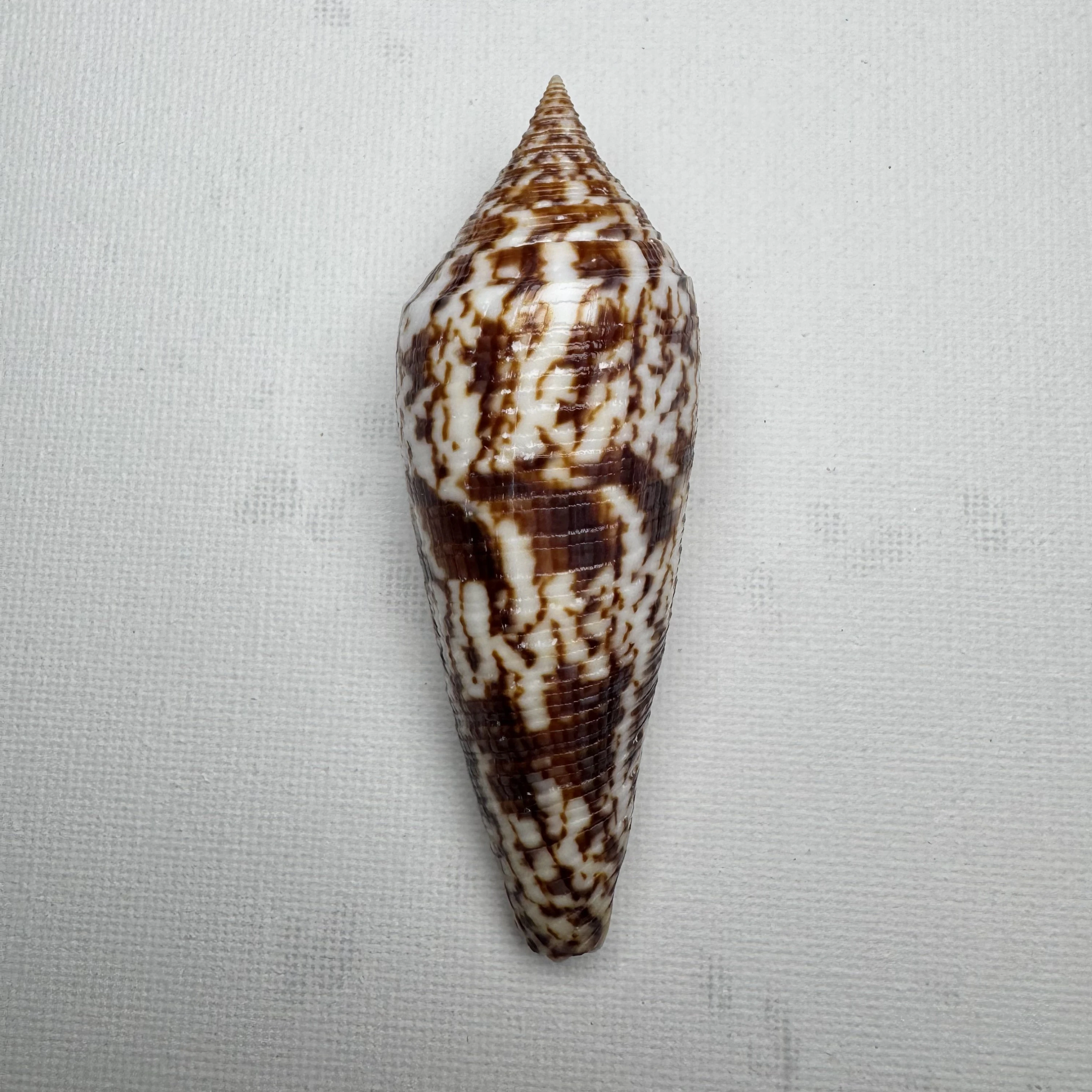 Conus australis shell specimen from East China Sea Zhejiang Province China, 81.5 mm, image 1