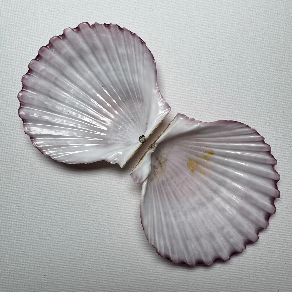 Argopecten irradians shell specimen from Shandong, China, 70.4*75.3 mm, image 4