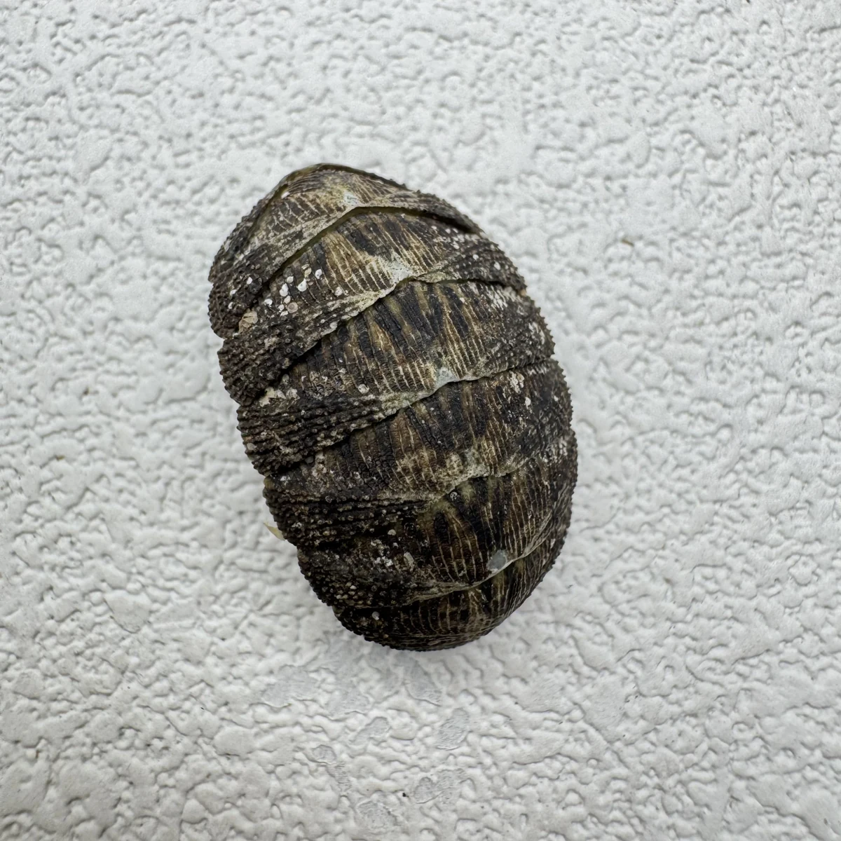 Lepidozona coreanica shell specimen from Yellow Sea, China, 19-24 mm, image 2