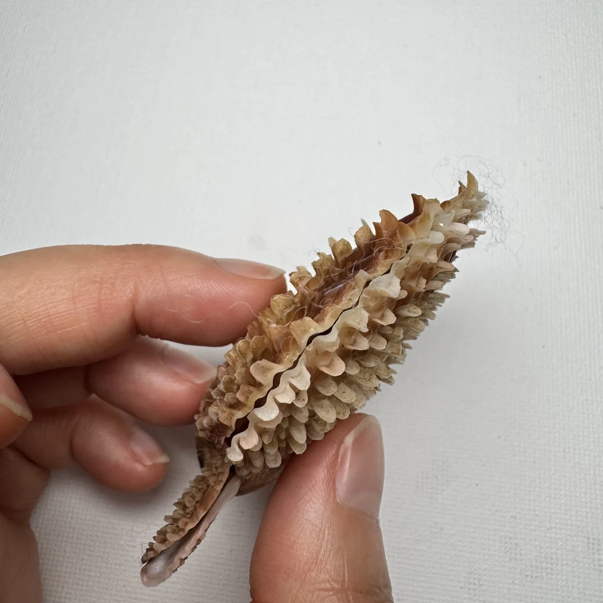 Scaeochlamys farreri shell specimen from Shandong, China, 61.4 mm, image 6
