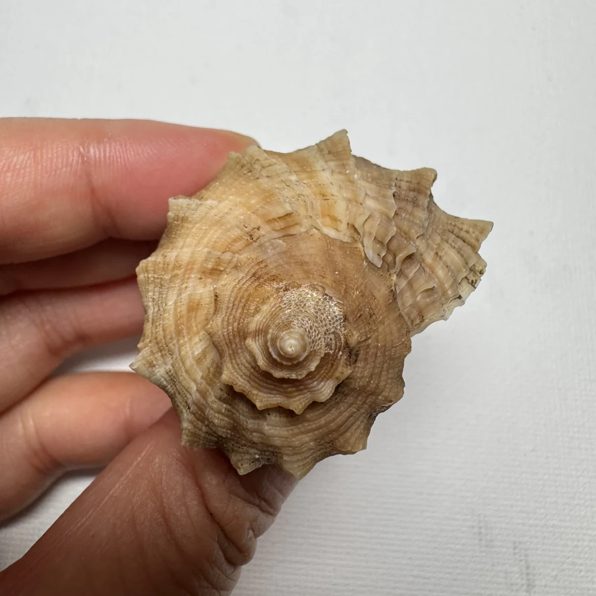 Rapana bezoar shell specimen from Shanwei, Guangzhou, China, 48.2 mm, image 4