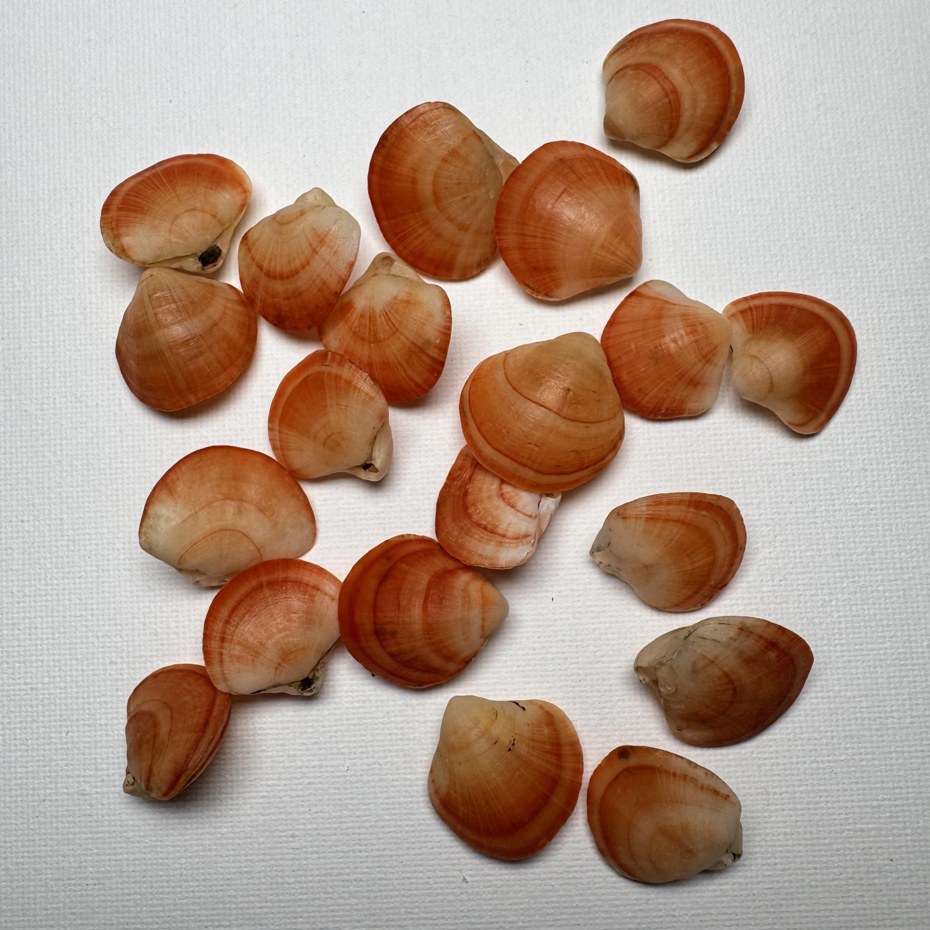 Terebratalia coreanica shell specimen from Shandong, China, 21.5-26.7 mm, image 1