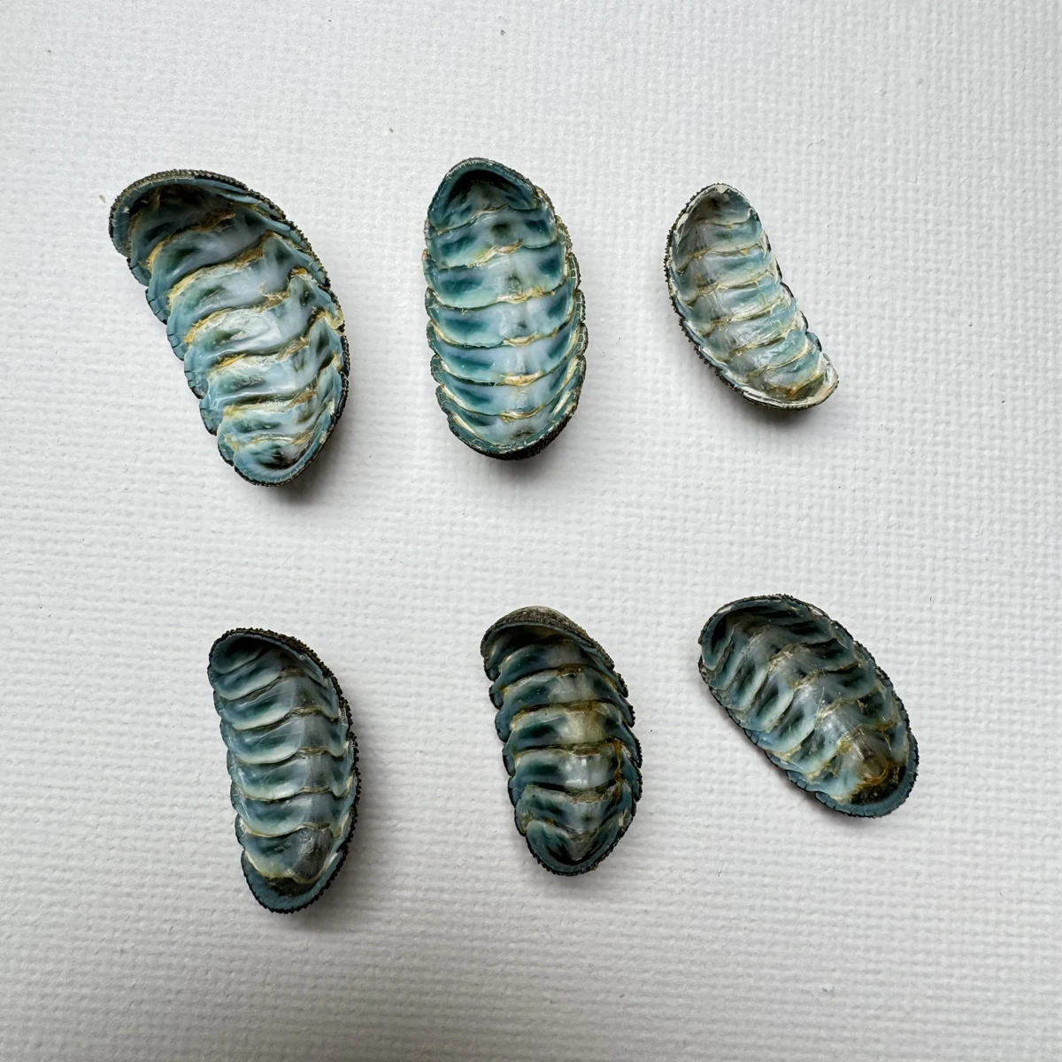 Lepidozona coreanica shell specimen from Yellow Sea, China, 19-24 mm, image 3