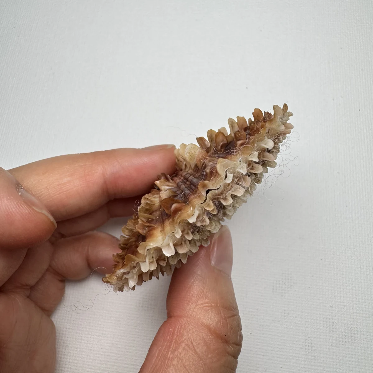 Scaeochlamys farreri shell specimen from Shandong, China, 61.4 mm, image 4