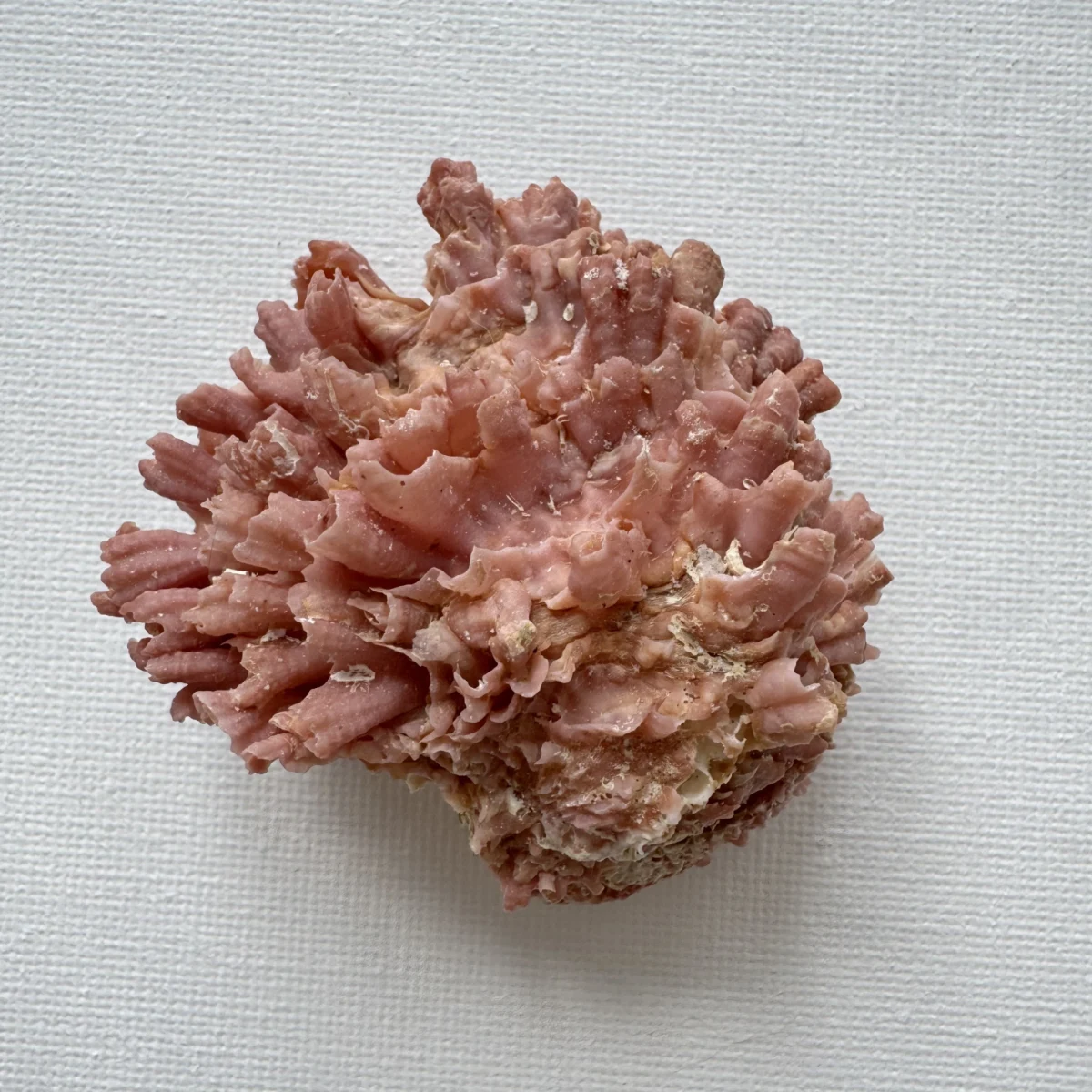 Chama brassica shell specimen from Philippines, 56.3 mm, image 1
