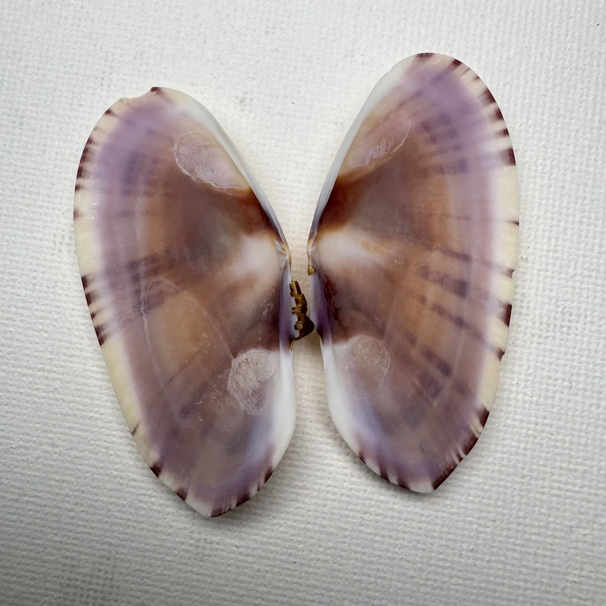 Psammobia radiata shell specimen from Beihai, Guangxi, China, 54.1 mm, image 2