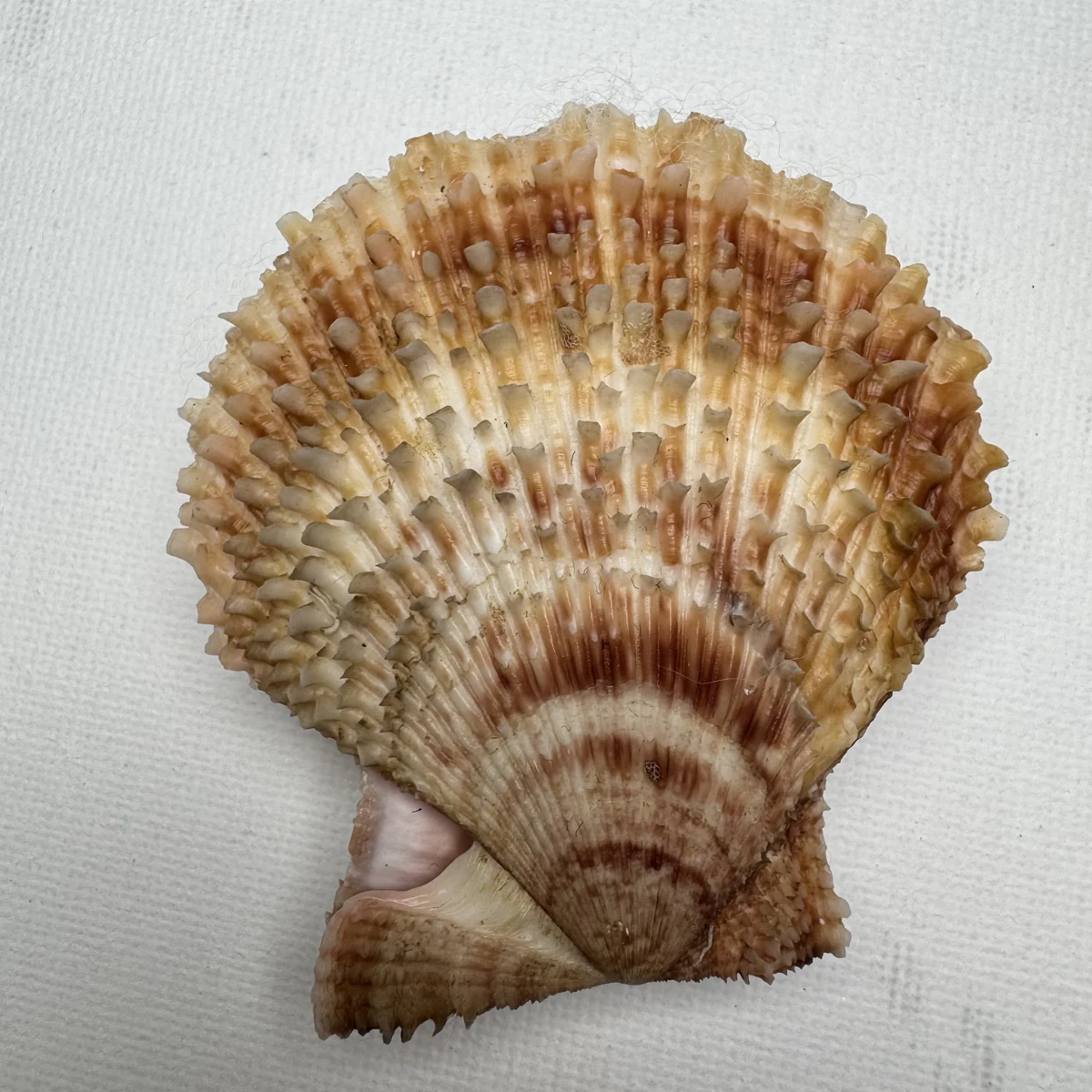 Scaeochlamys farreri shell specimen from Shandong, China, 61.4 mm, image 3