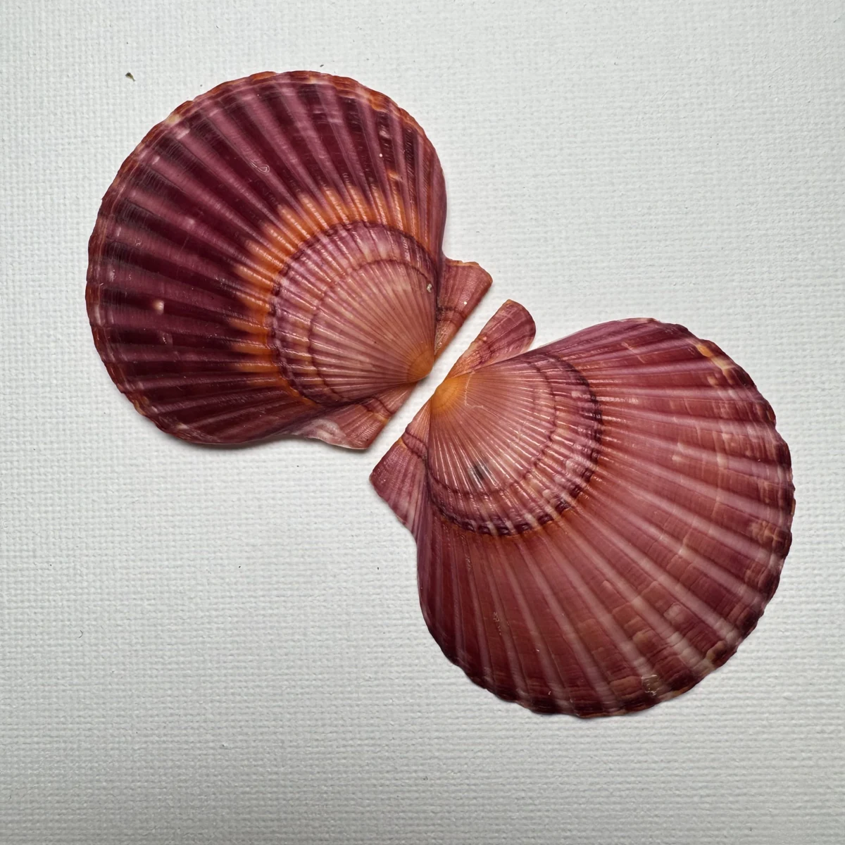 Argopecten irradians shell specimen from Shandong, China, 50-59 mm, image 5