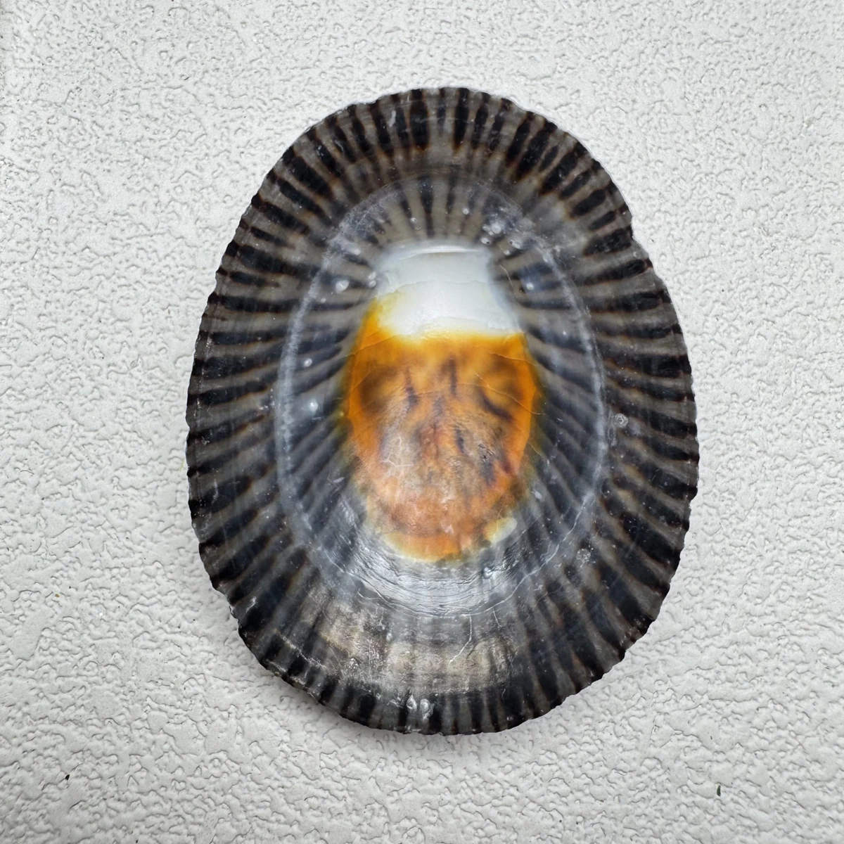 Cellana nigrolineata shell specimen from Aichi, Japan, 45.6 mm, image 2